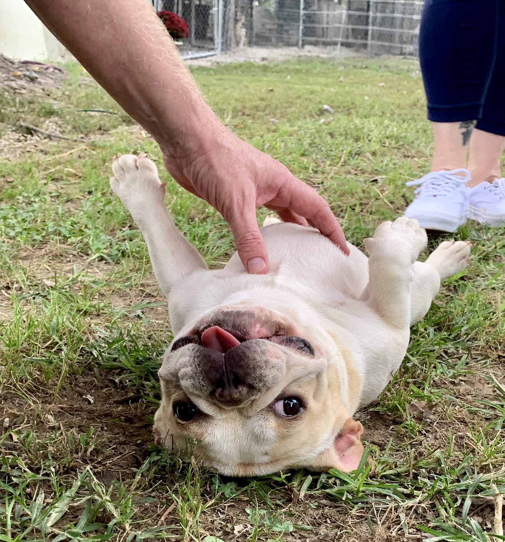 Frenchie adult getting belly scratches