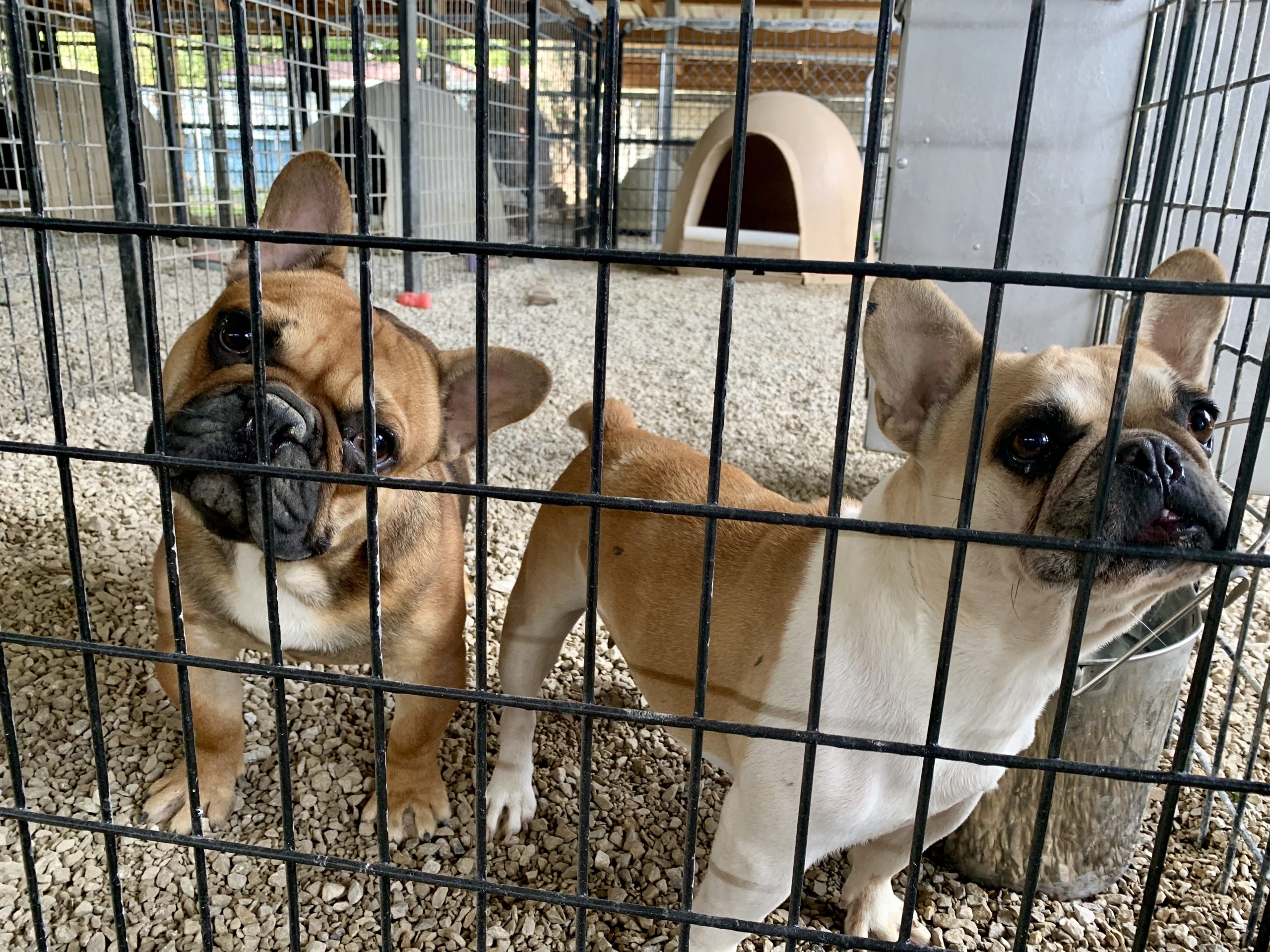 French Bulldog puppies