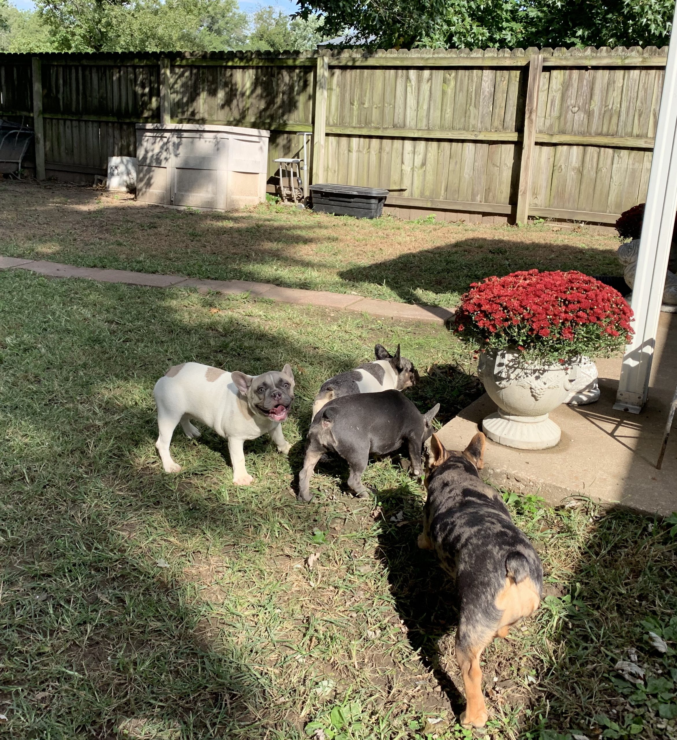 Puppies enjoying the yard