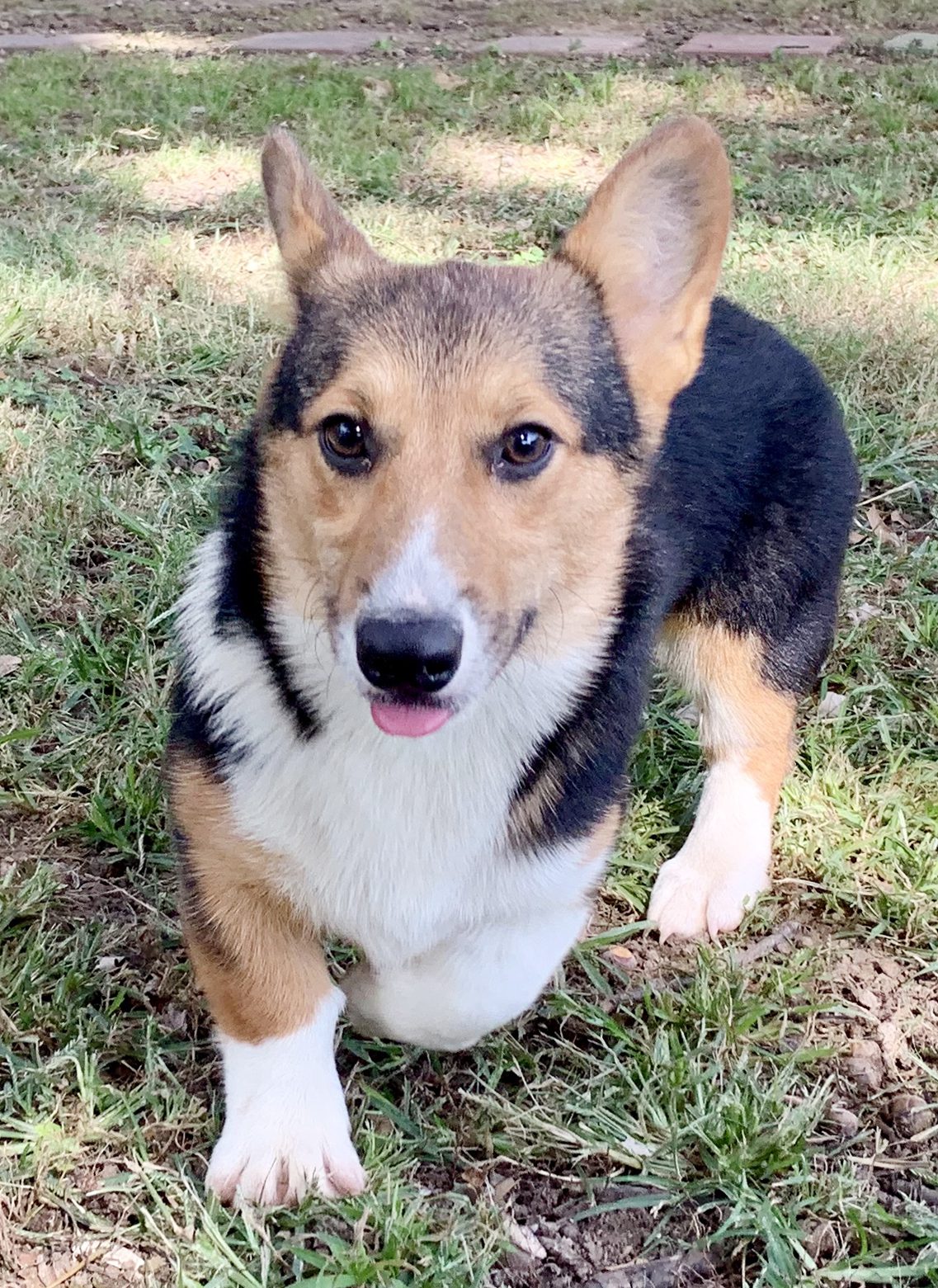 Corgi adult