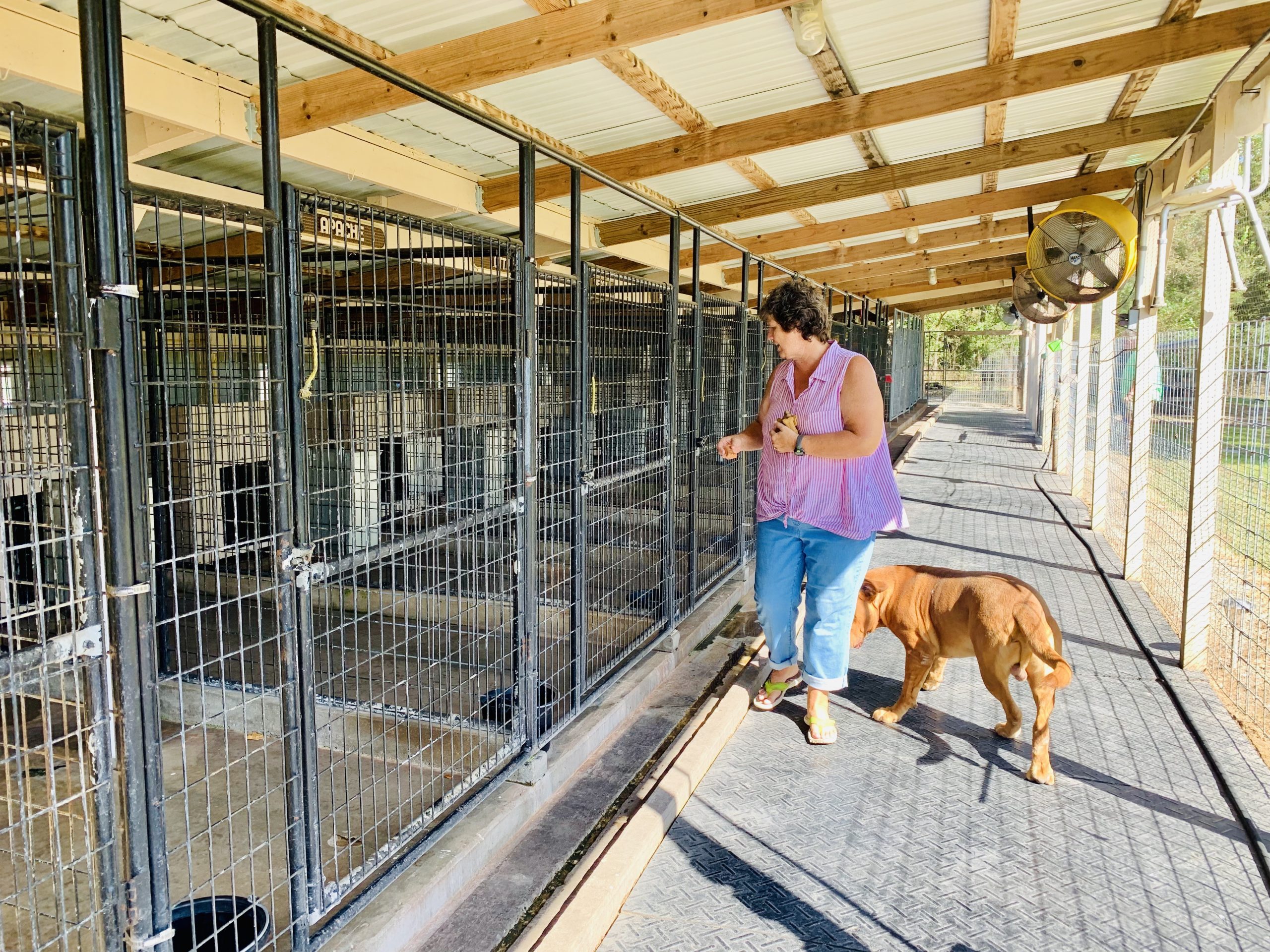 View of kennels