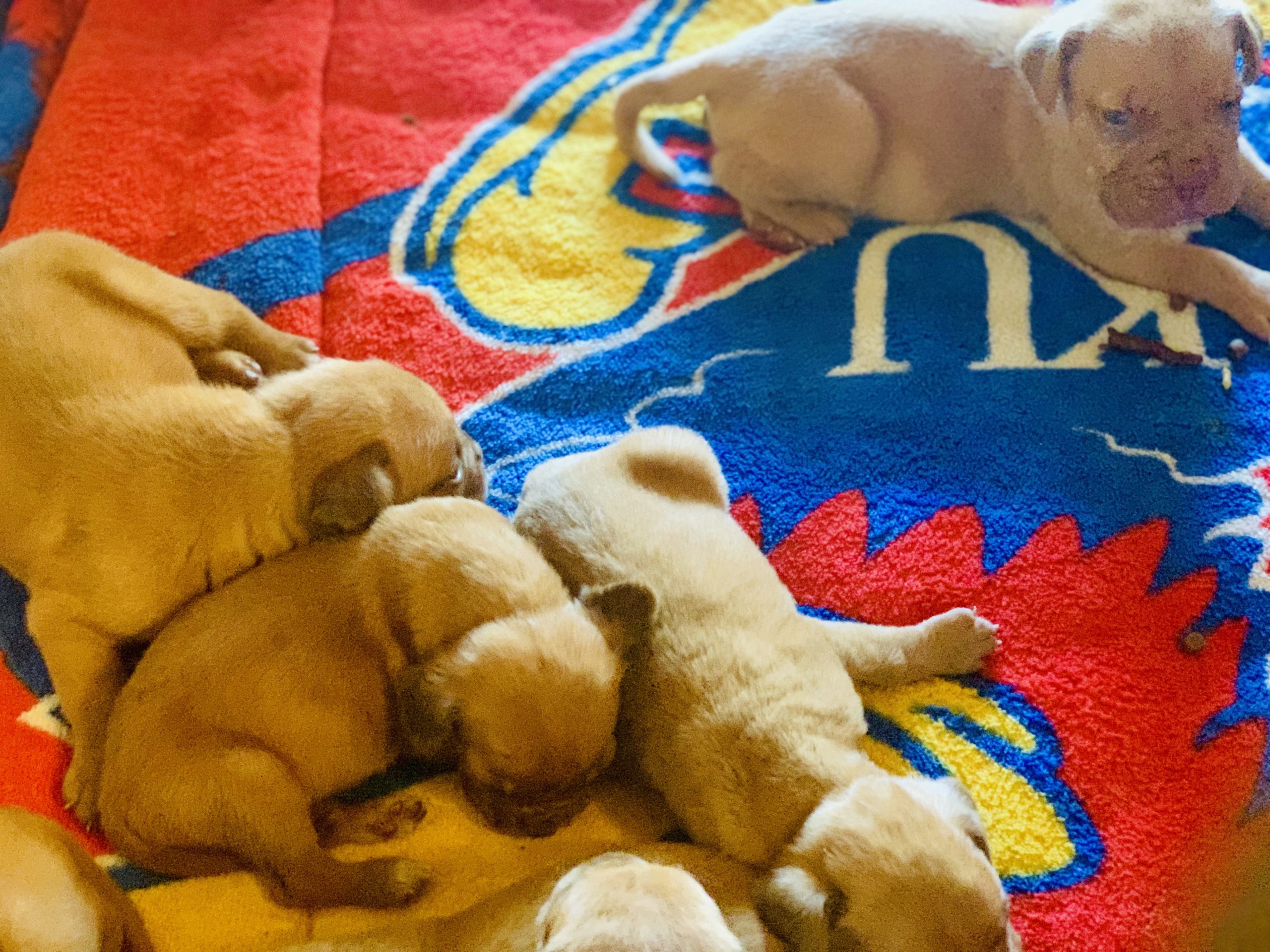 Puppies!!