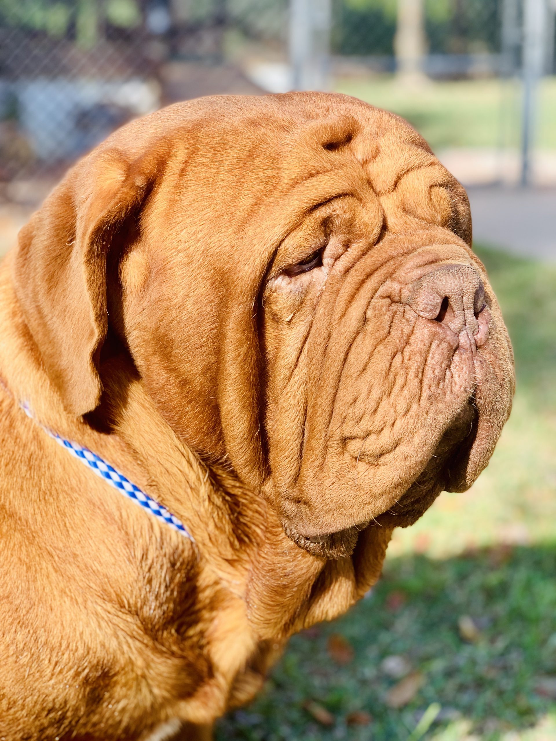 Adult Dogue de Bordeaux