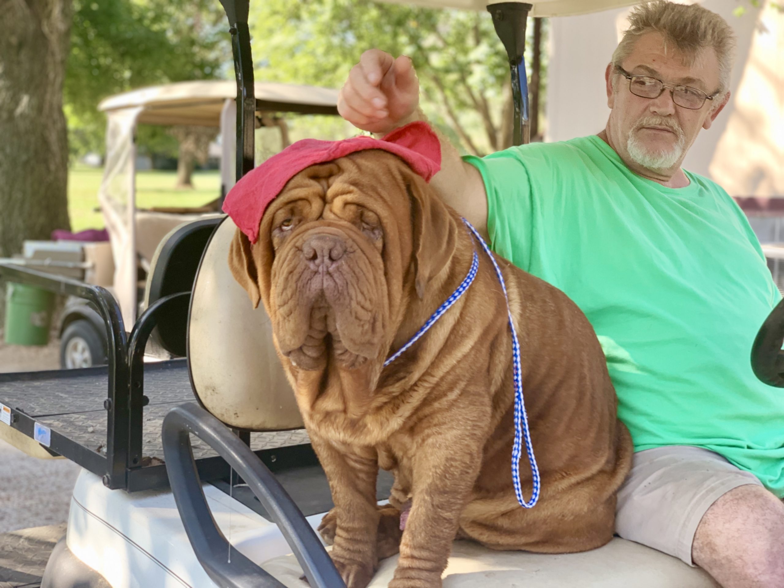 Dogue de Bordeaux riding on golf cart