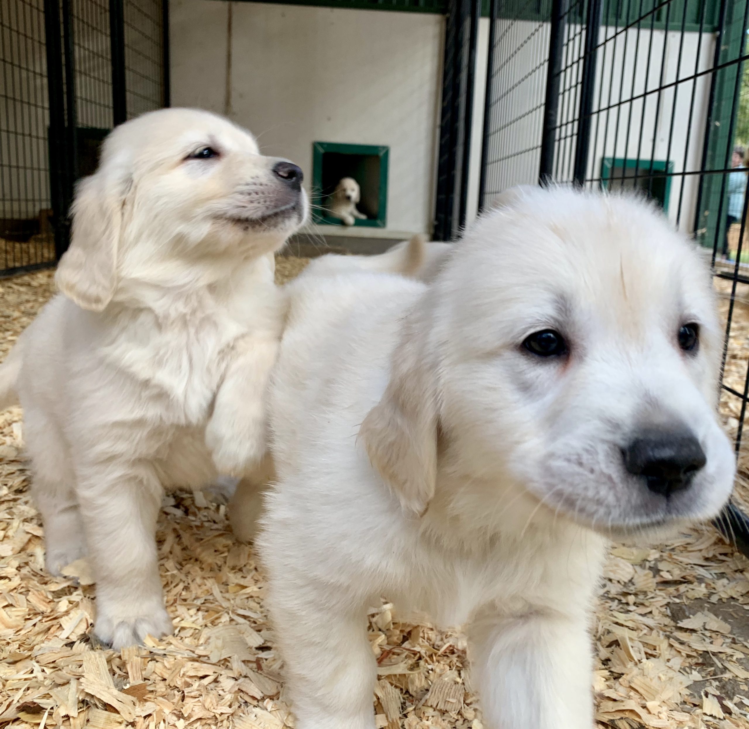 Golden Retriever puppies