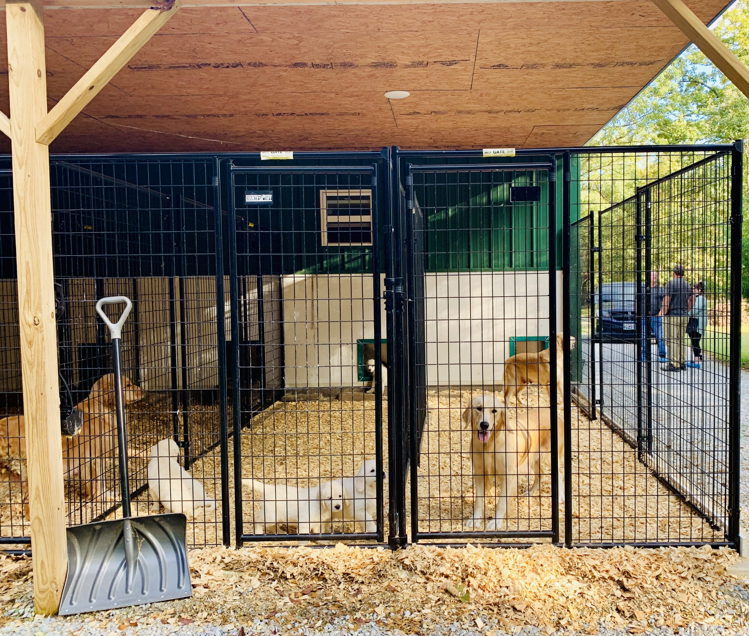 Dogs in kennels