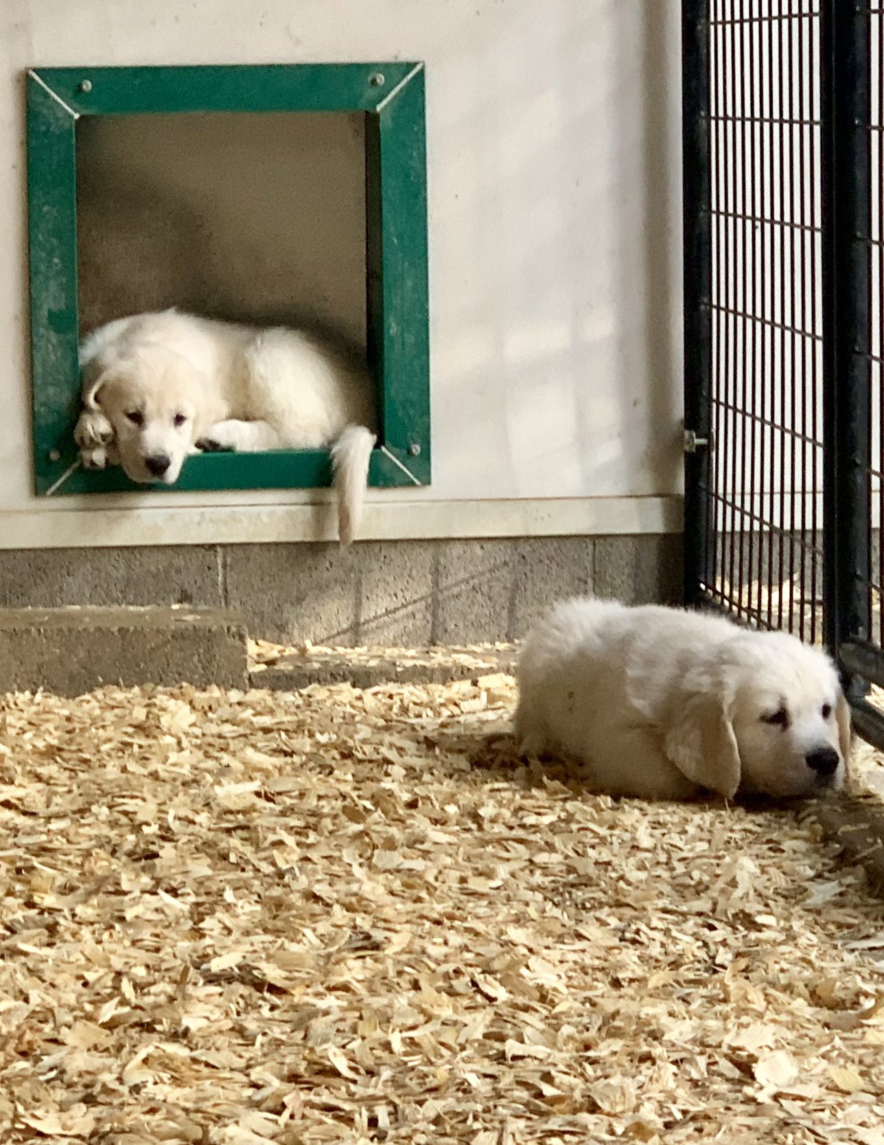 Puppies in indoor/outdoor kennels