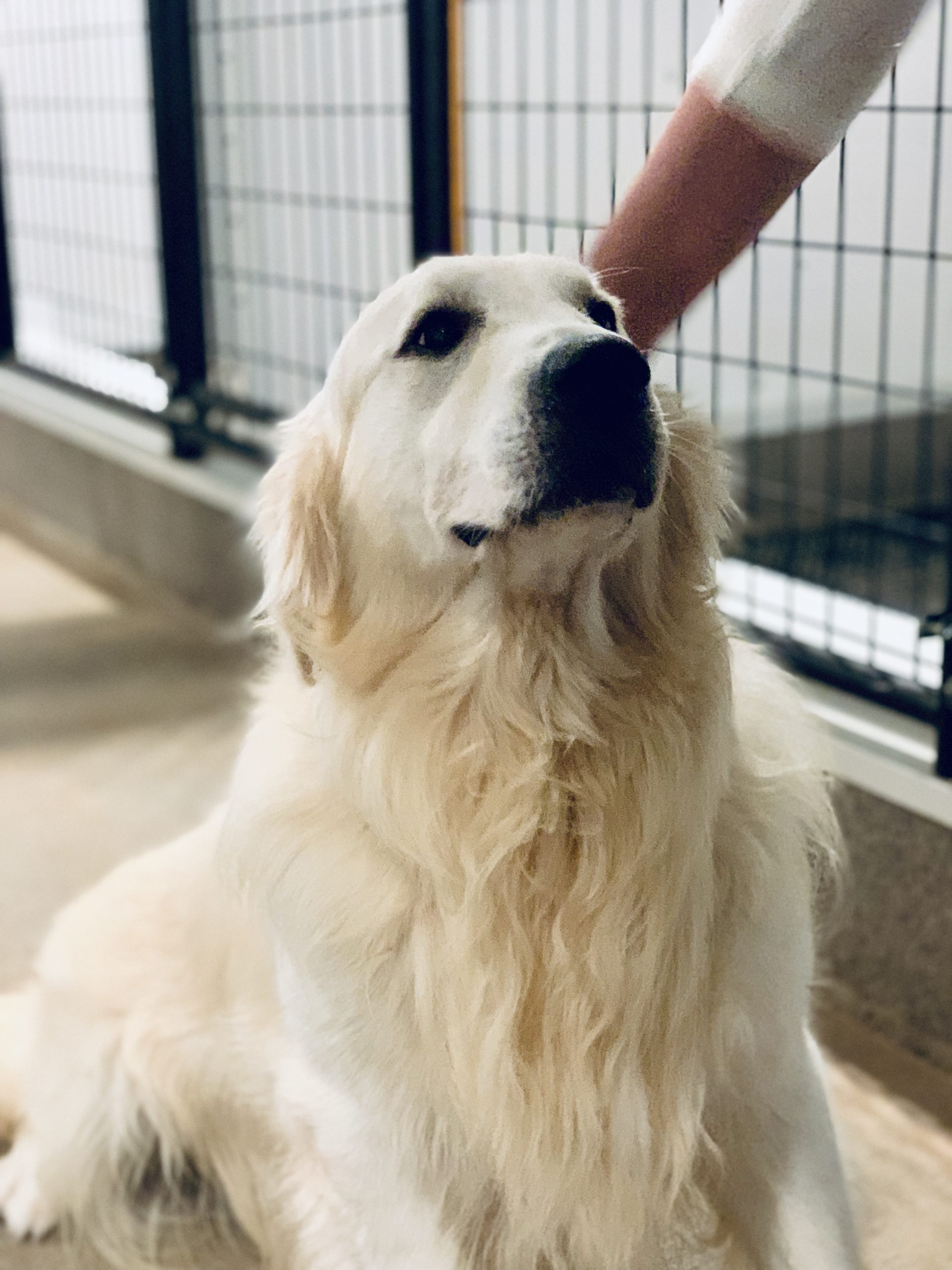 Adult Golden