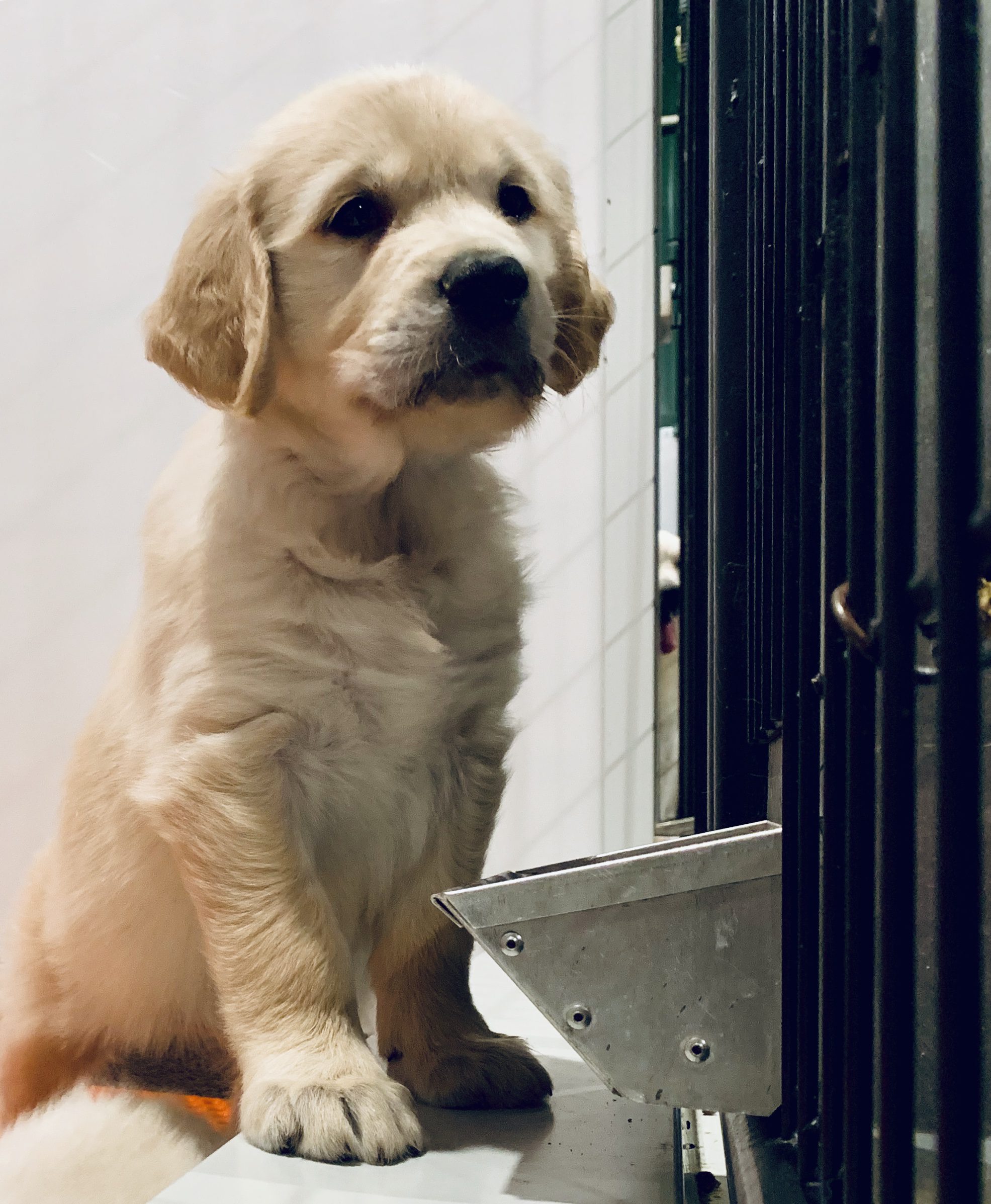 Golden Retriever puppy in kennel