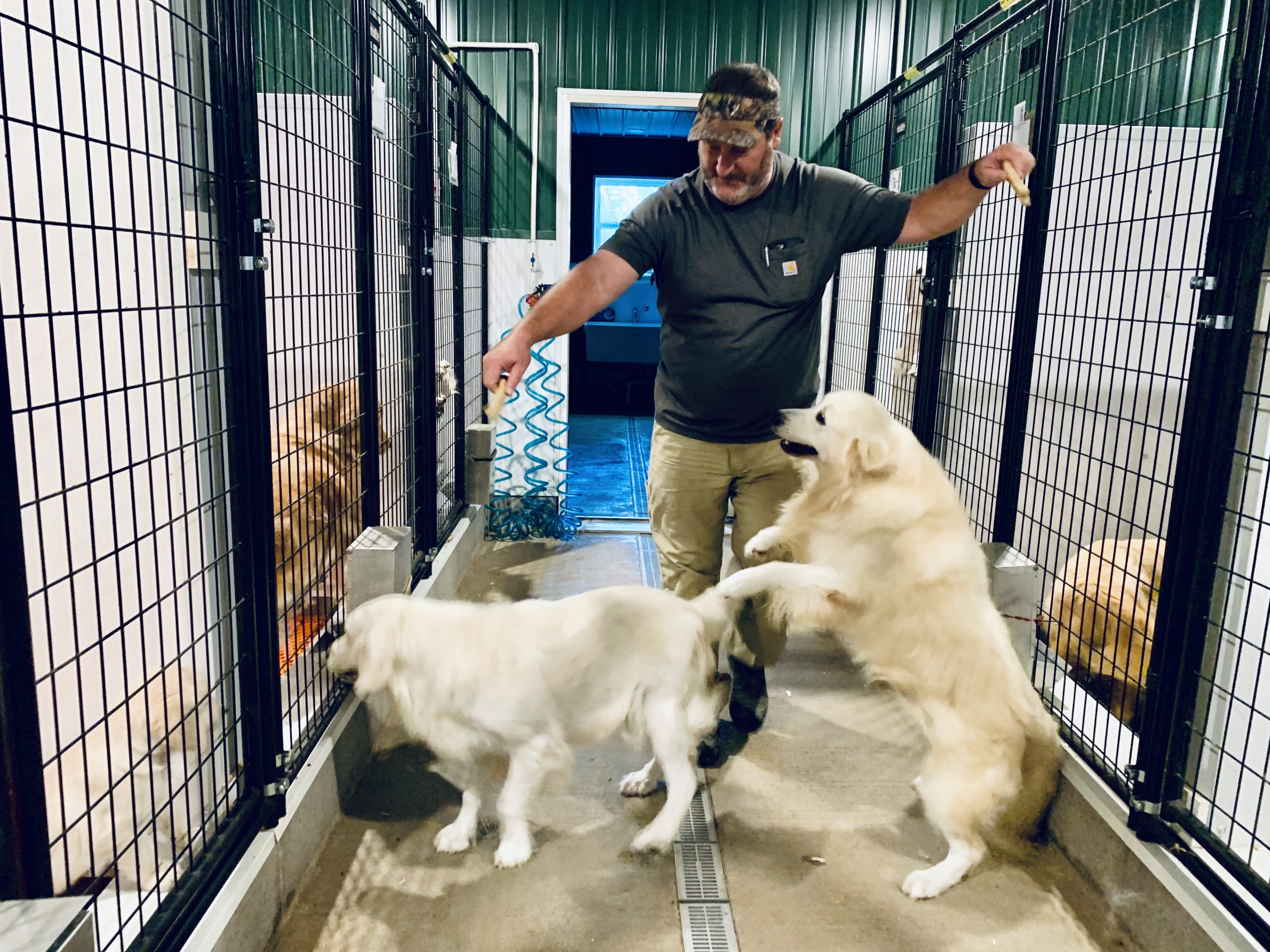 Kennel interior