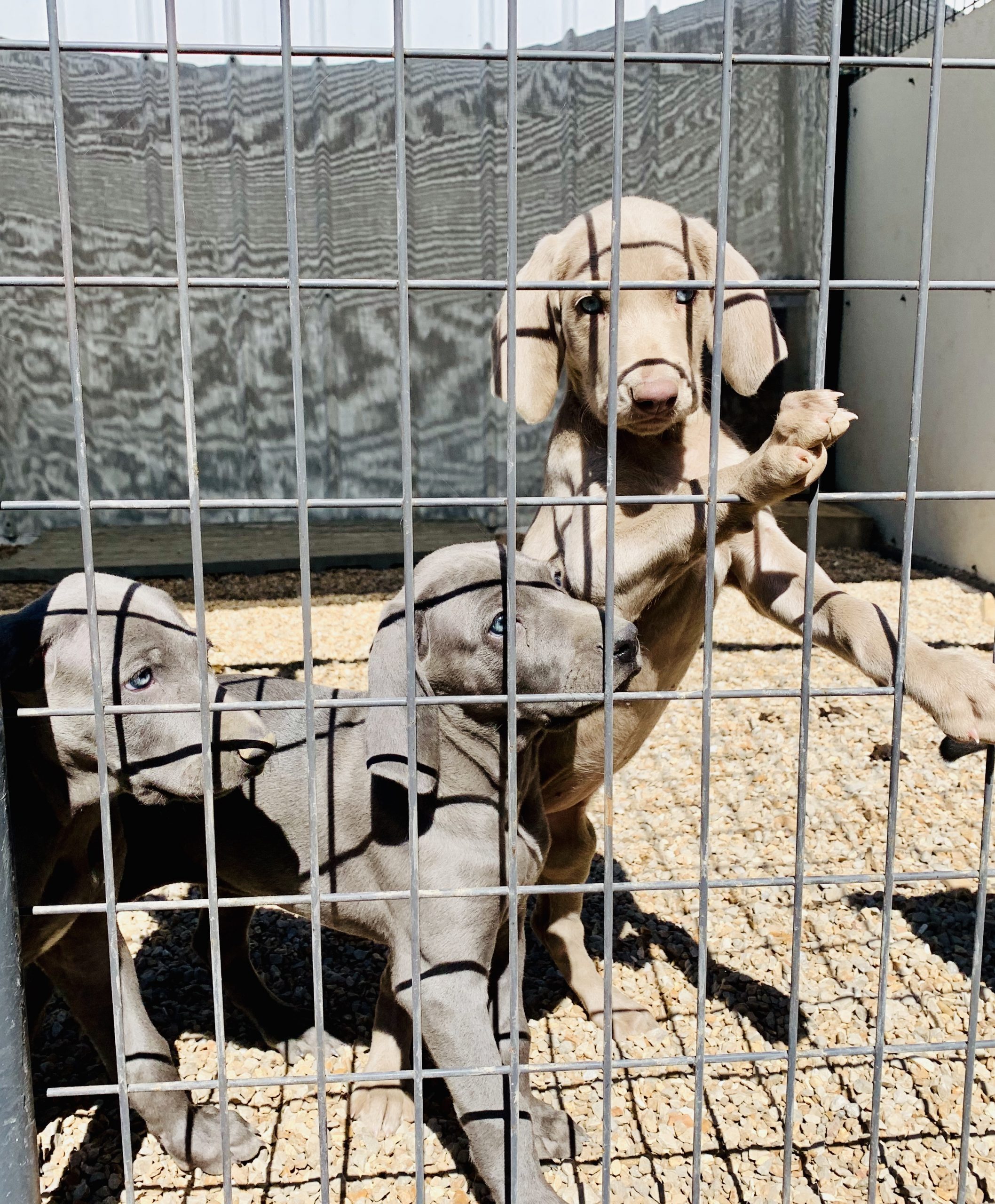 Weimaraner puppies