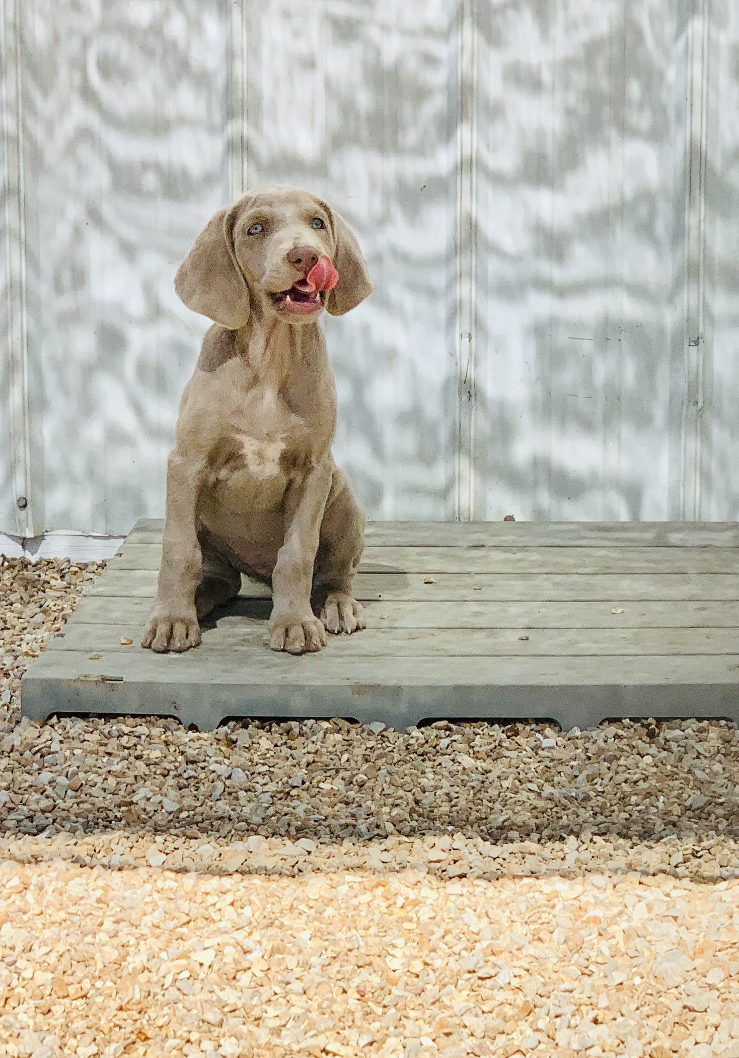 Weimaraner puppy