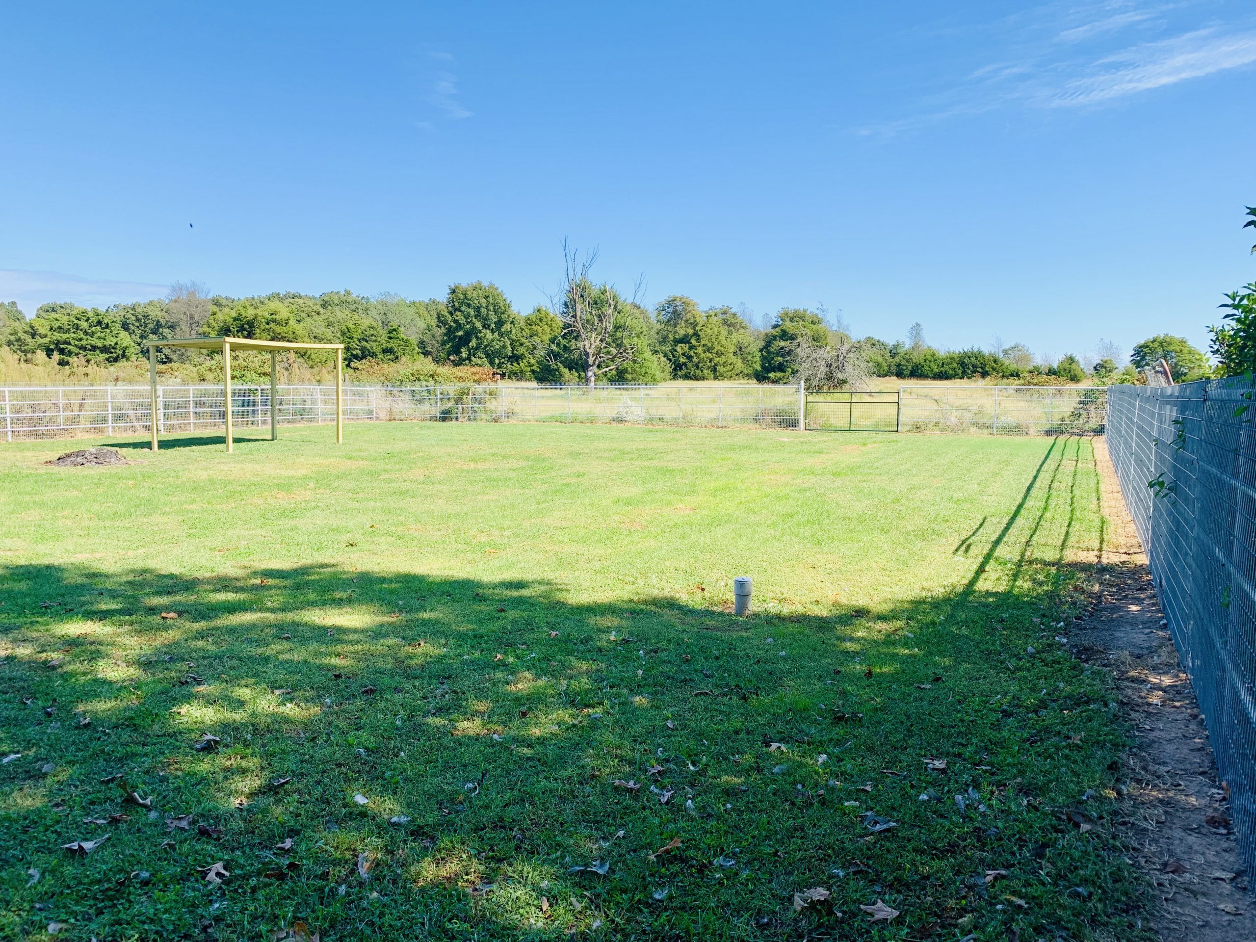 A view of the Weimaraner\'s play yard