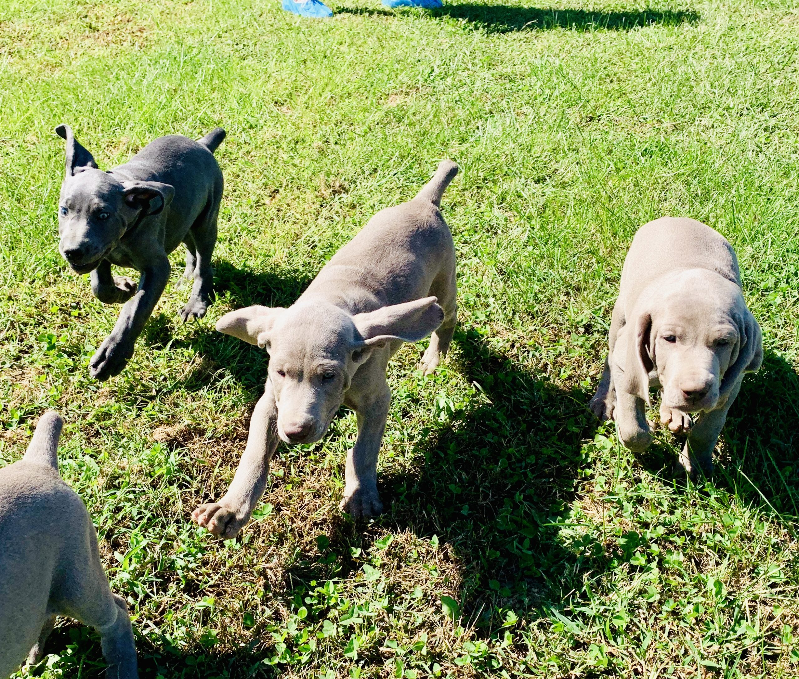 Weimaranger puppies playing