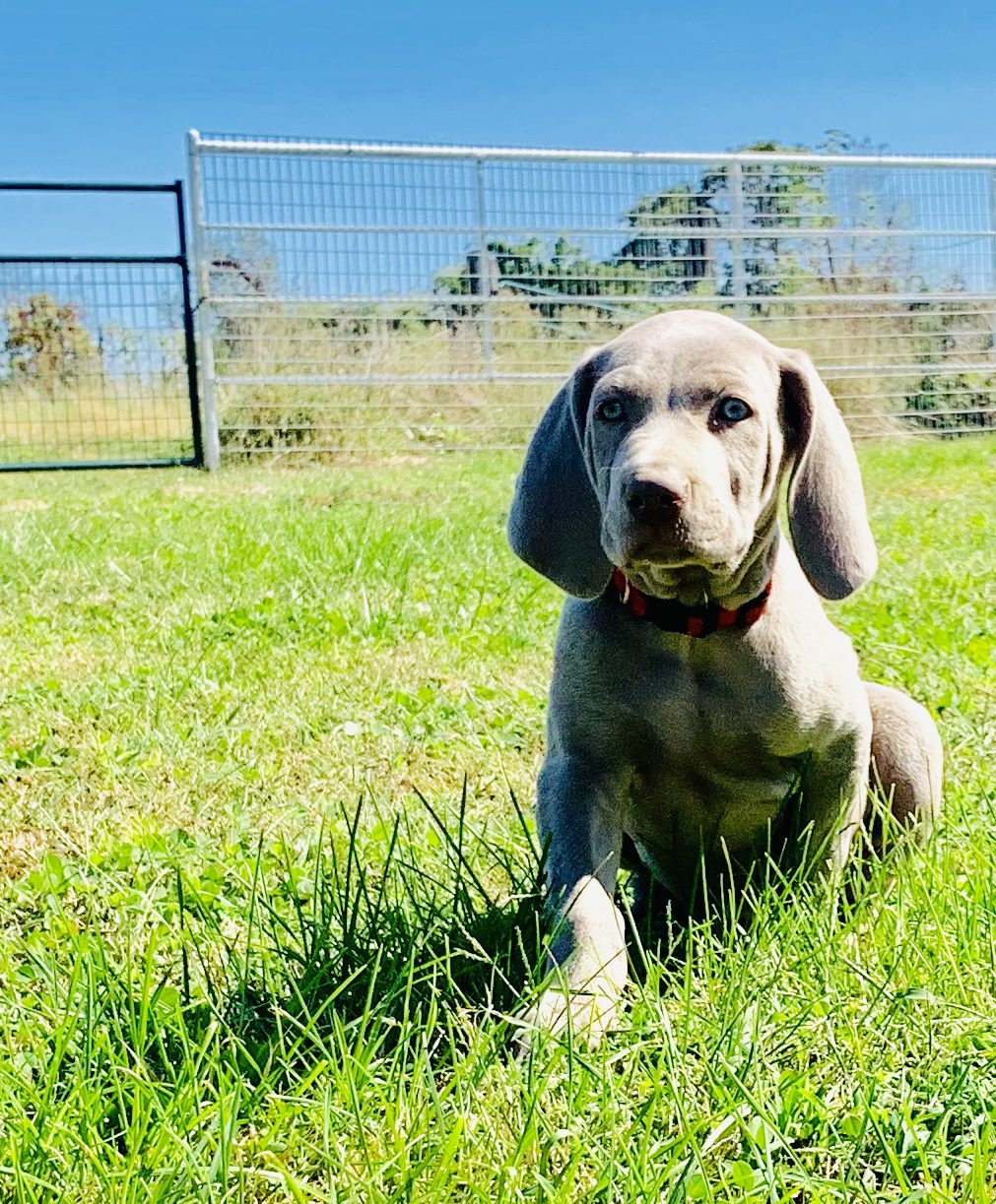 Weimaraner puppy