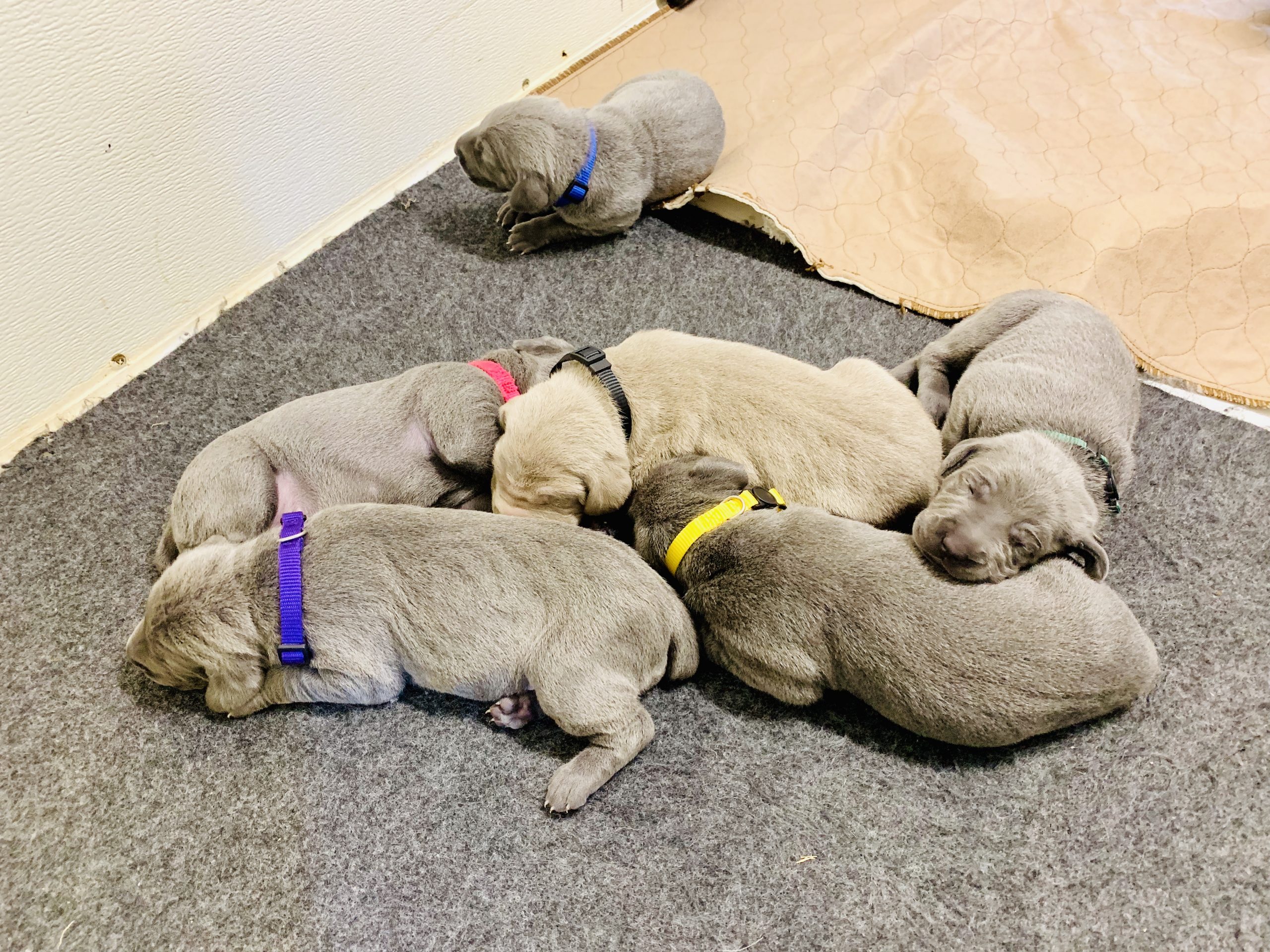 Young Weimaraner puppies