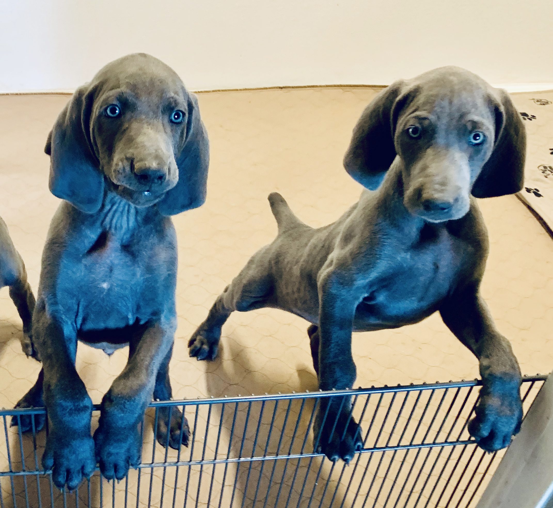 Weimaraner puppies