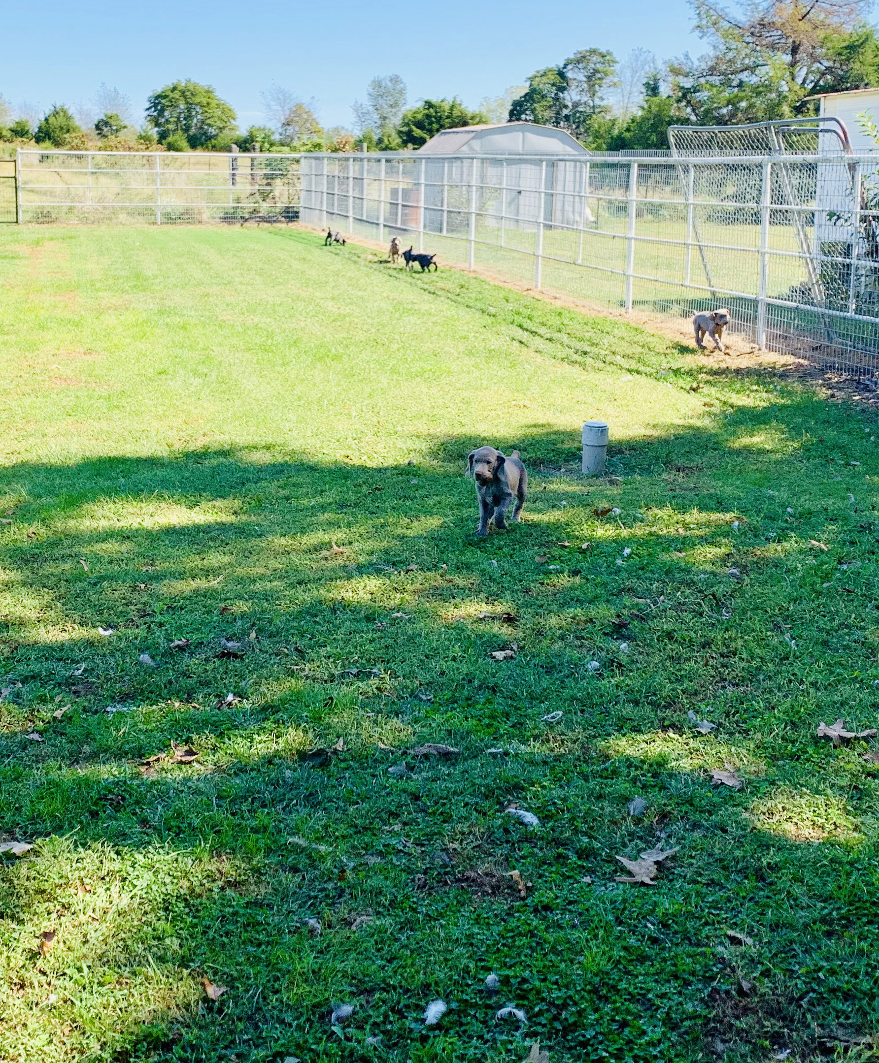 Puppy playing in yard