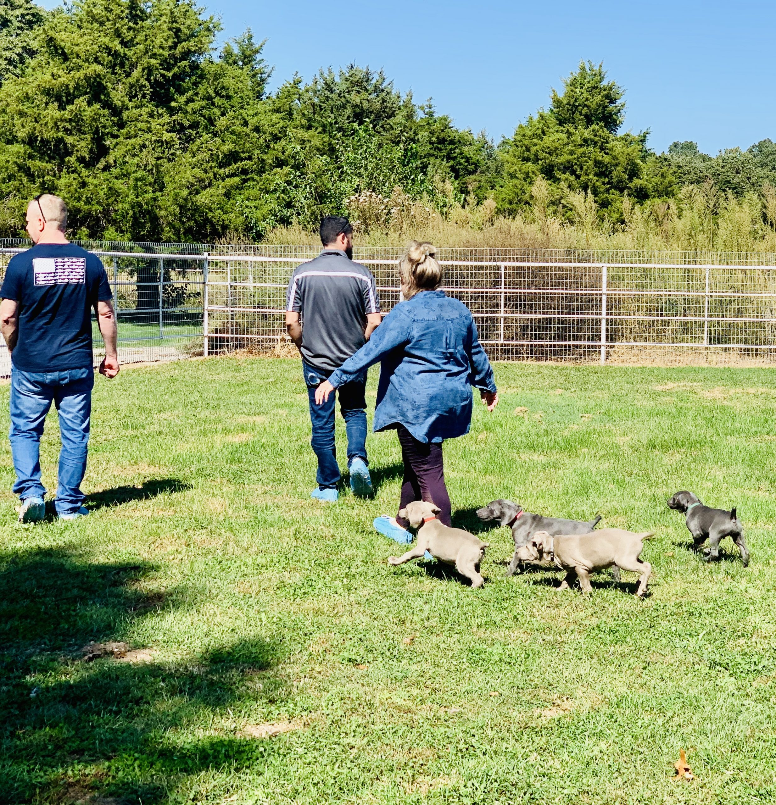 CPI owner and employee being followed by group of puppies