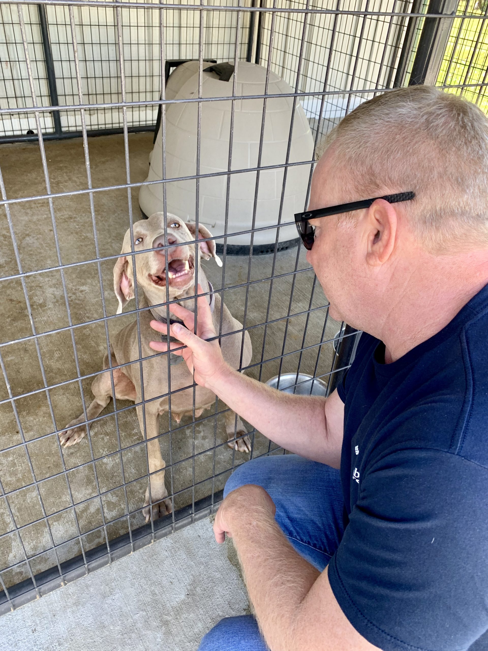 CPI owner interacts with one of Cindy\'s adult dogs