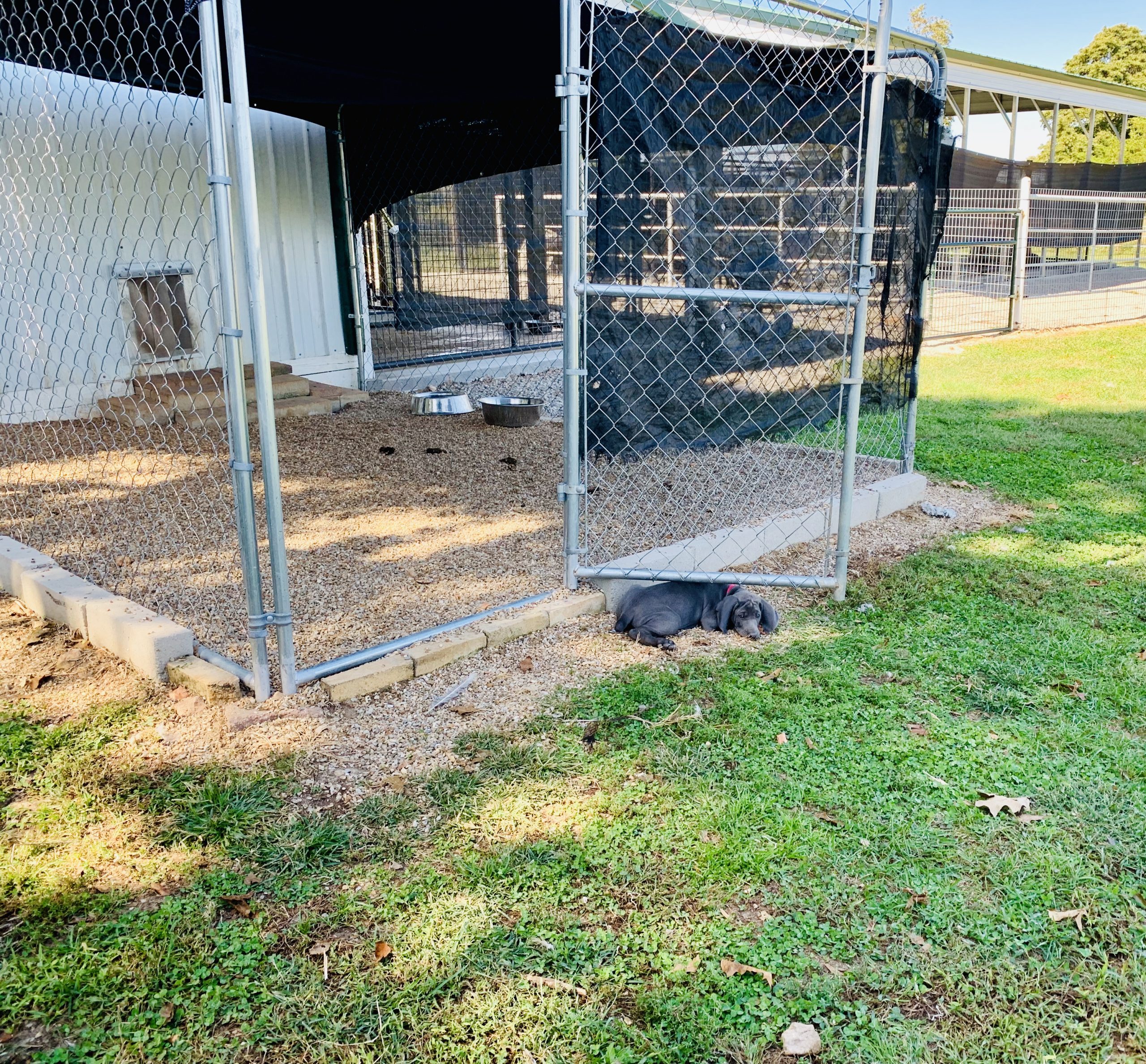 One of Cindy\'s Weimaraner puppies relaxes next to gate