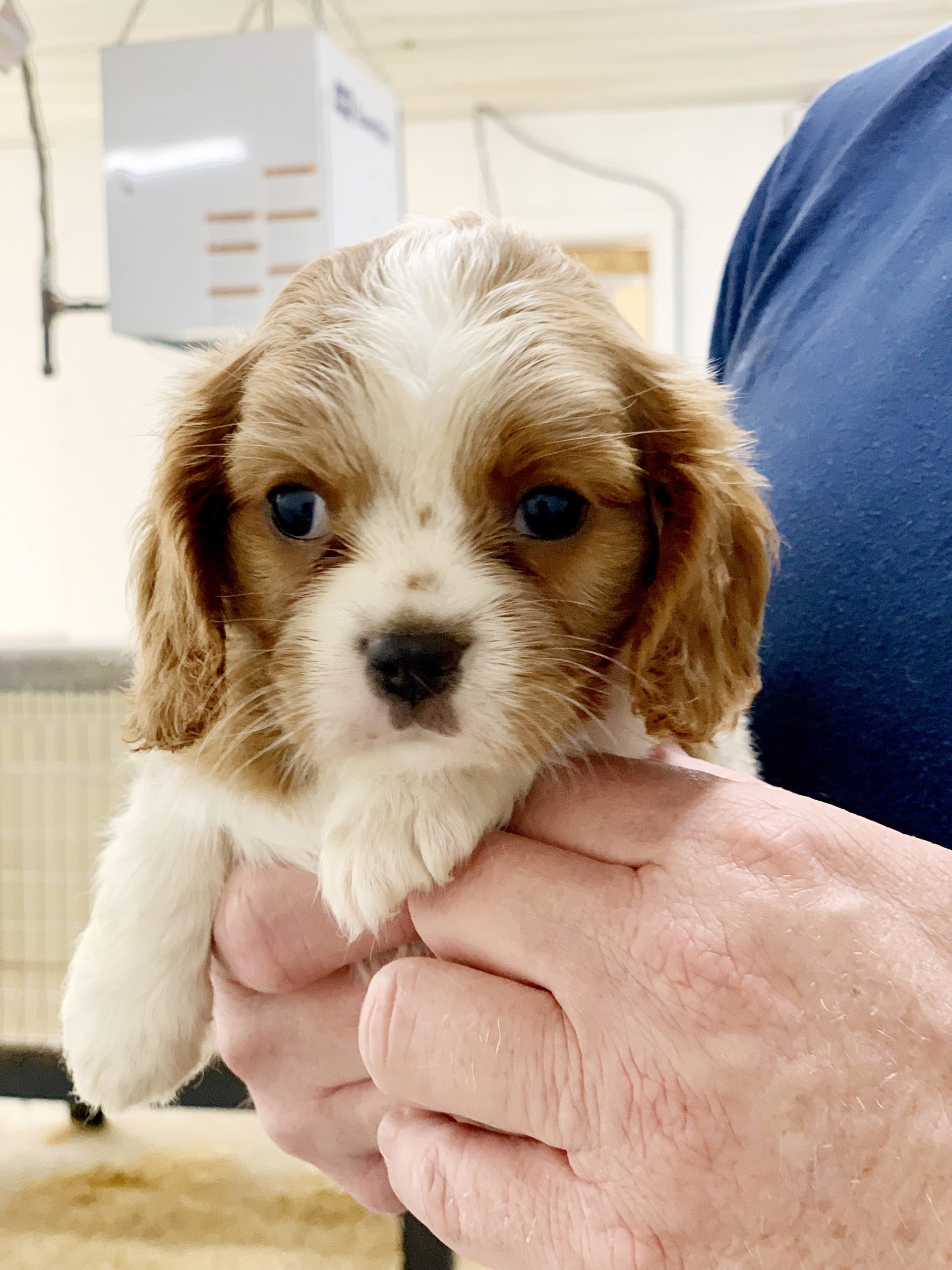 Cocker Spaniel puppy