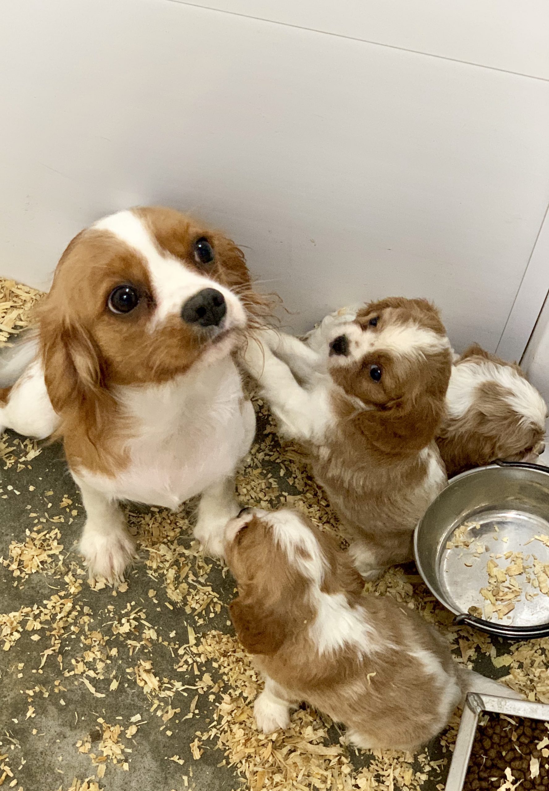 Cocker Spaniel puppies with mom