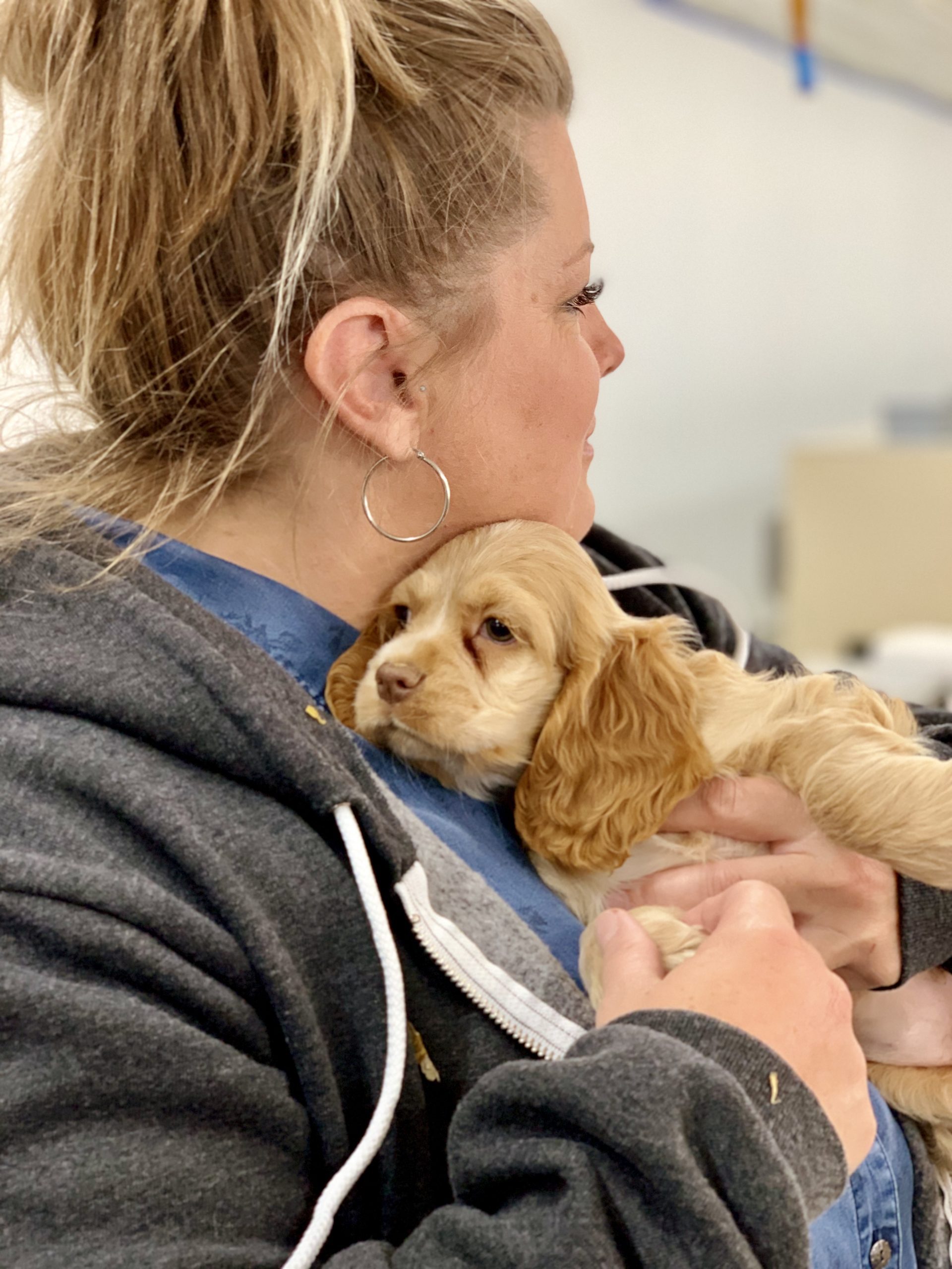 Cuddling with a Cocker Spaniel puppy