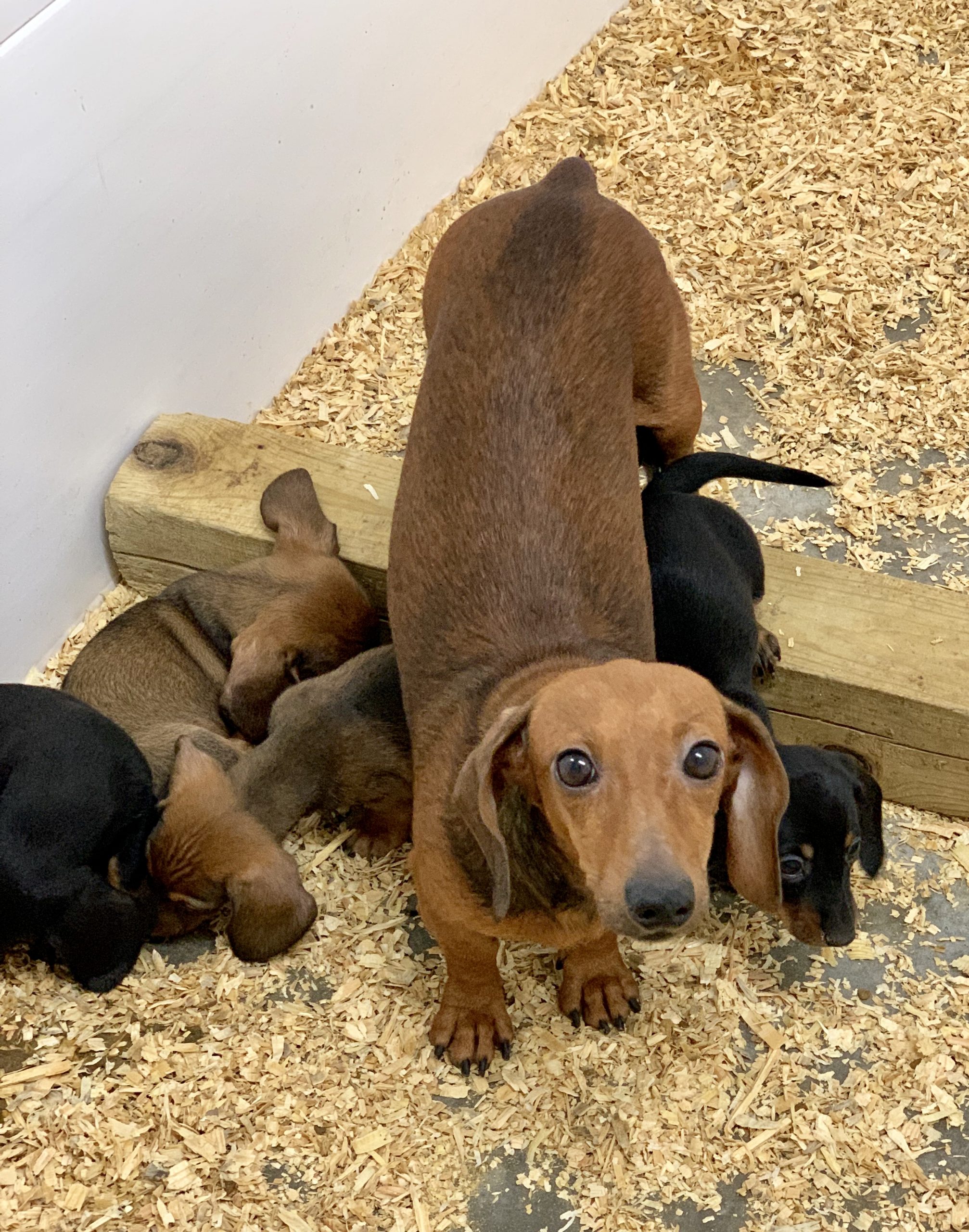 Adult Dachshund with puppies