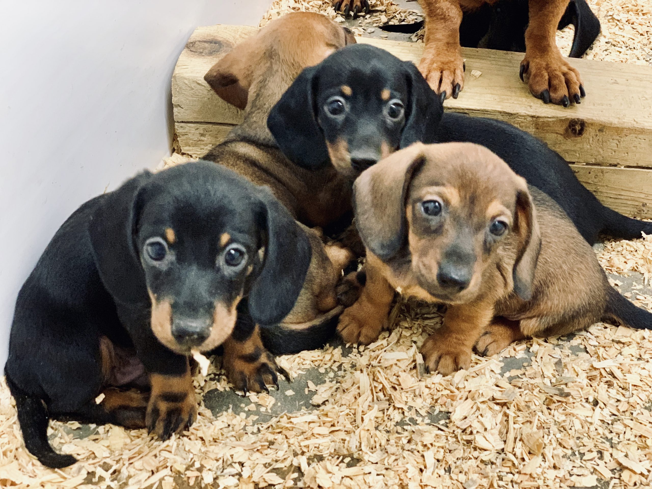 Dachsund puppies