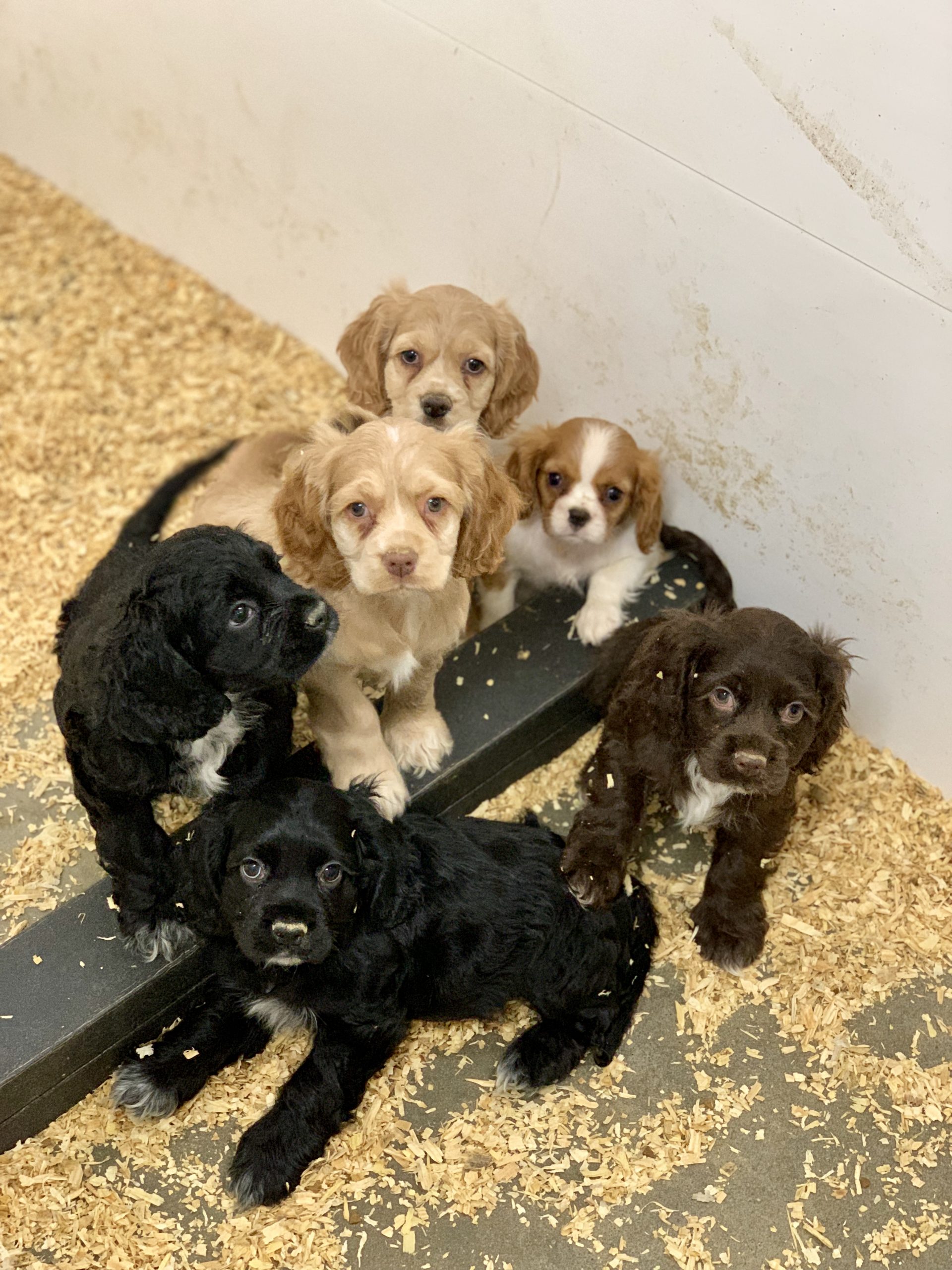 Cocker Spaniel puppies