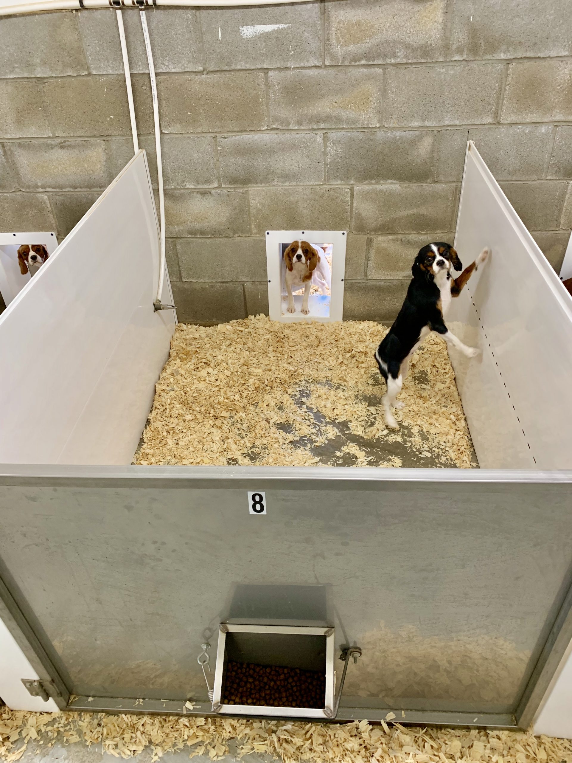 Whelping space