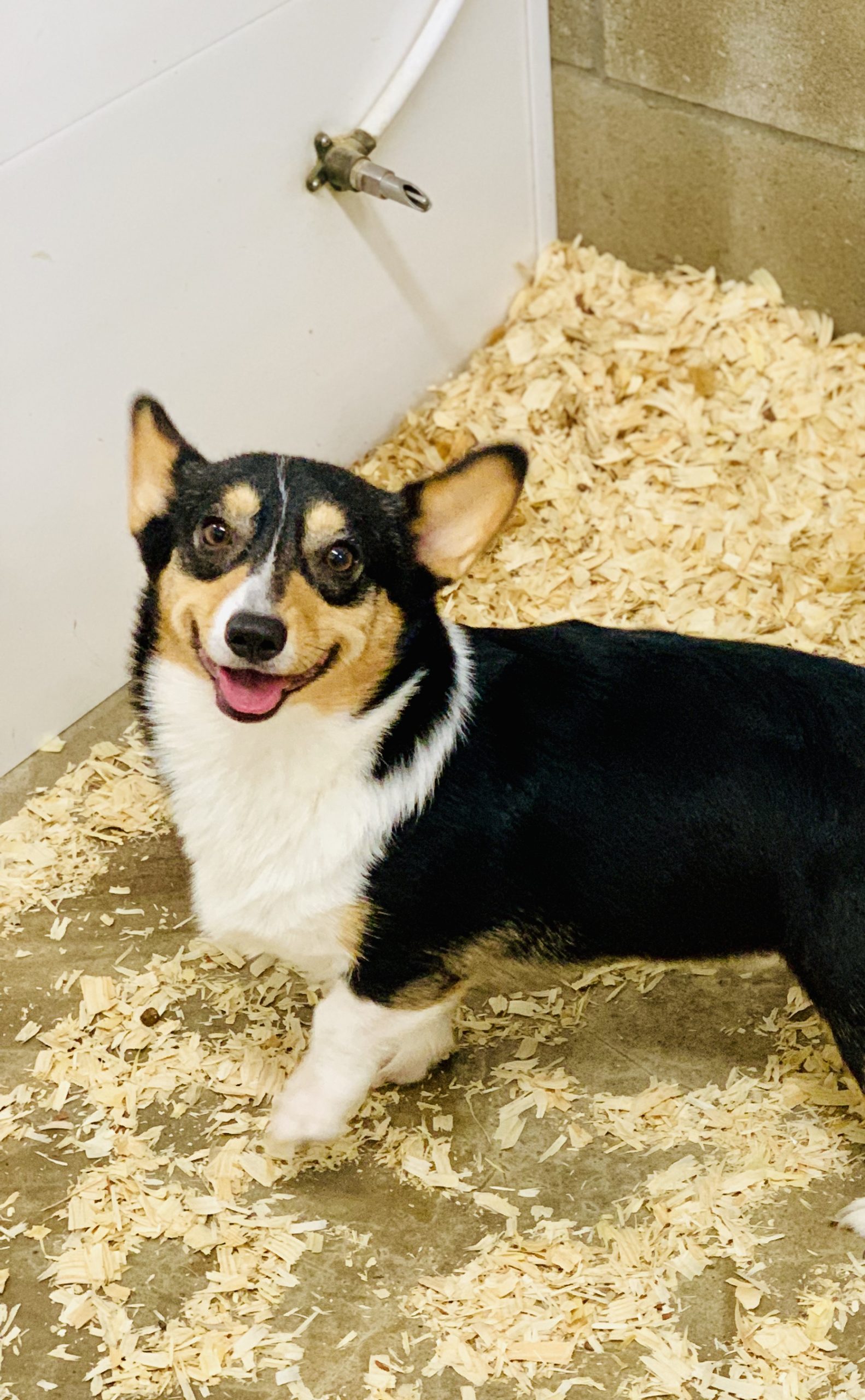 Happy adult Corgi