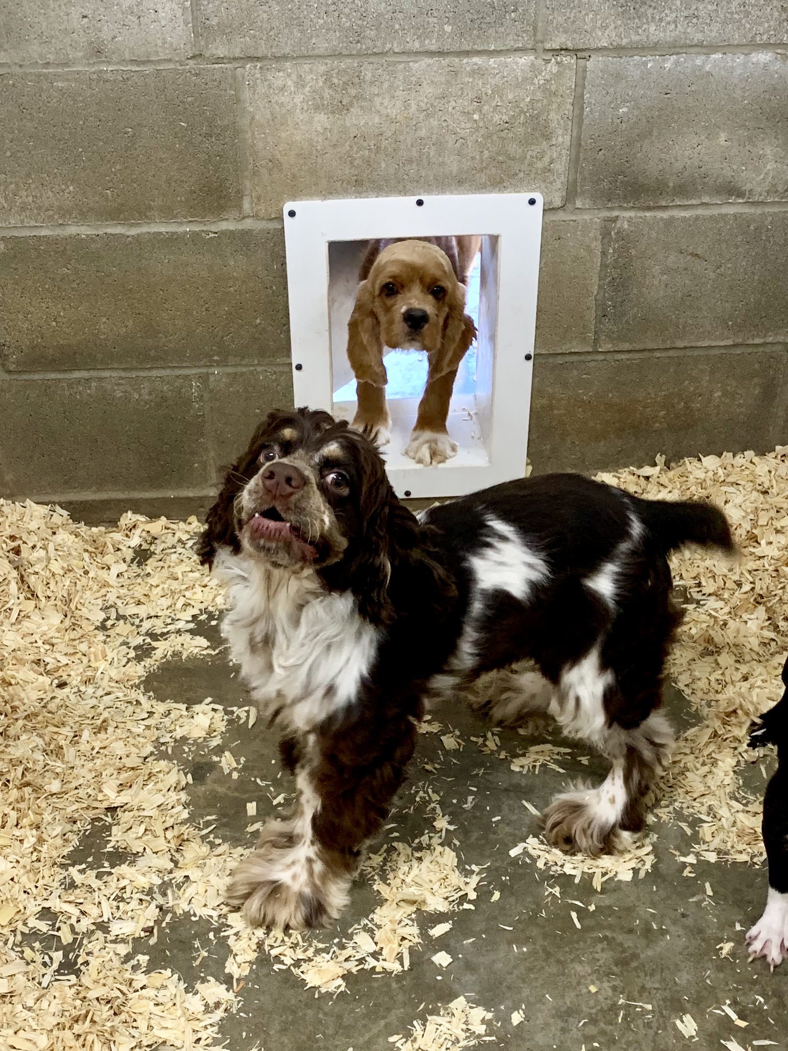 Happy adult Cocker Spaniel