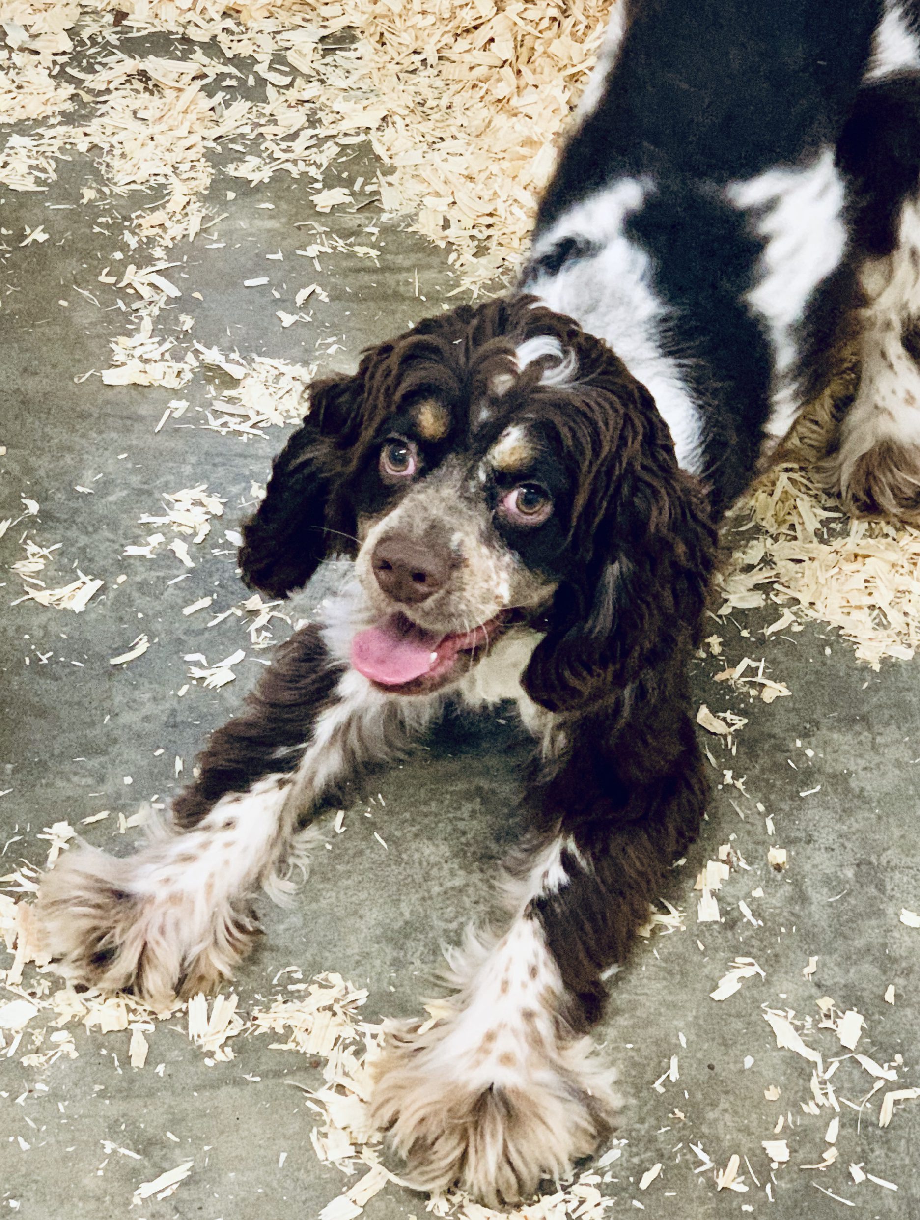 Happy adult Cocker Spaniel