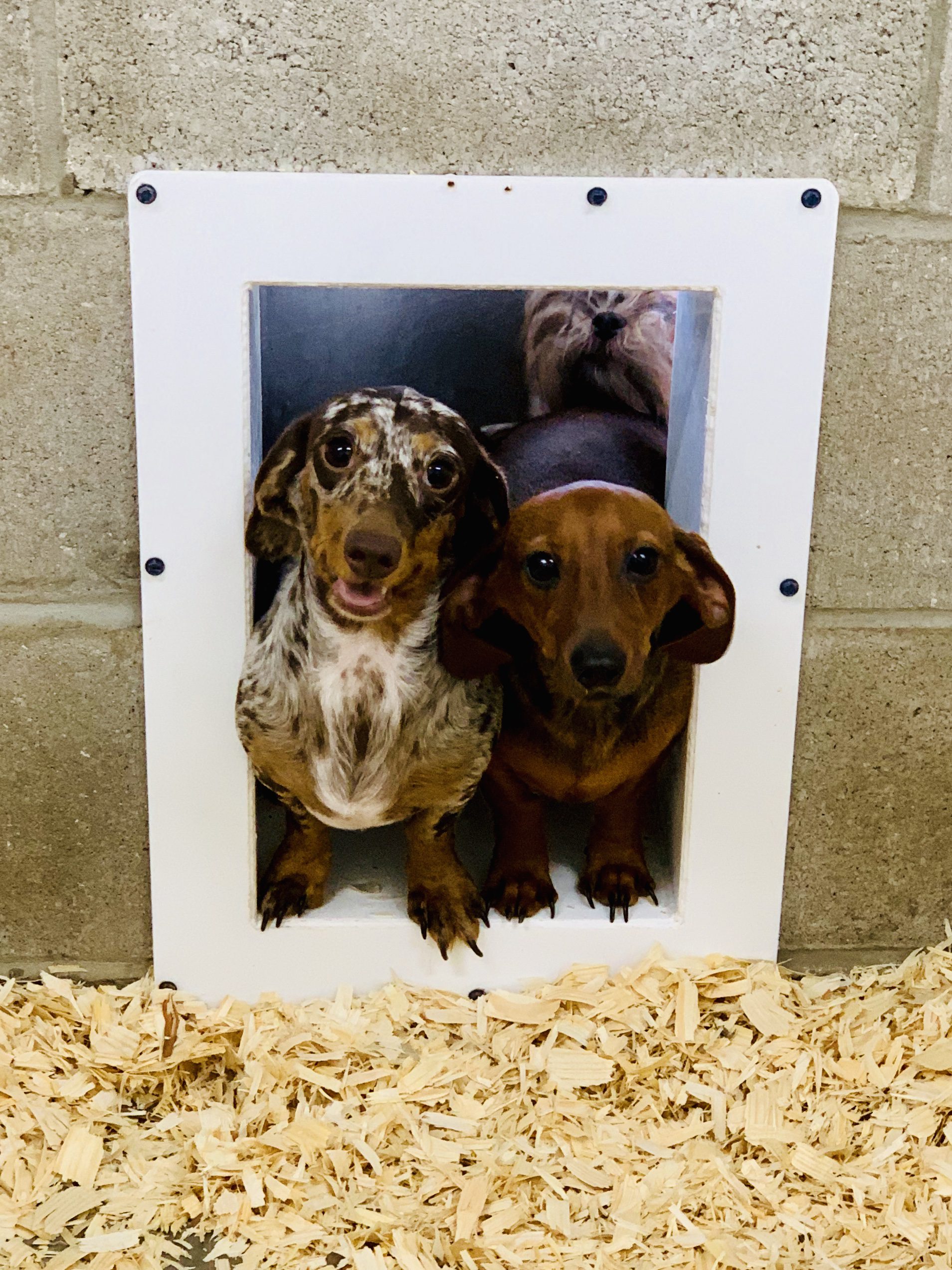 Dachshunds saying hello