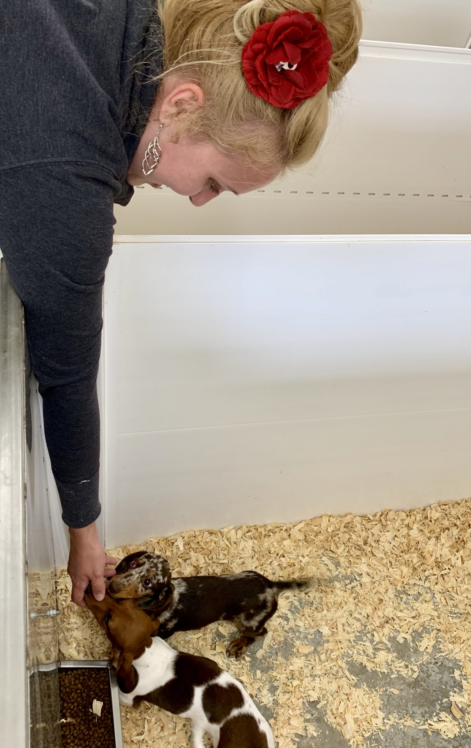 Greeting some young puppies