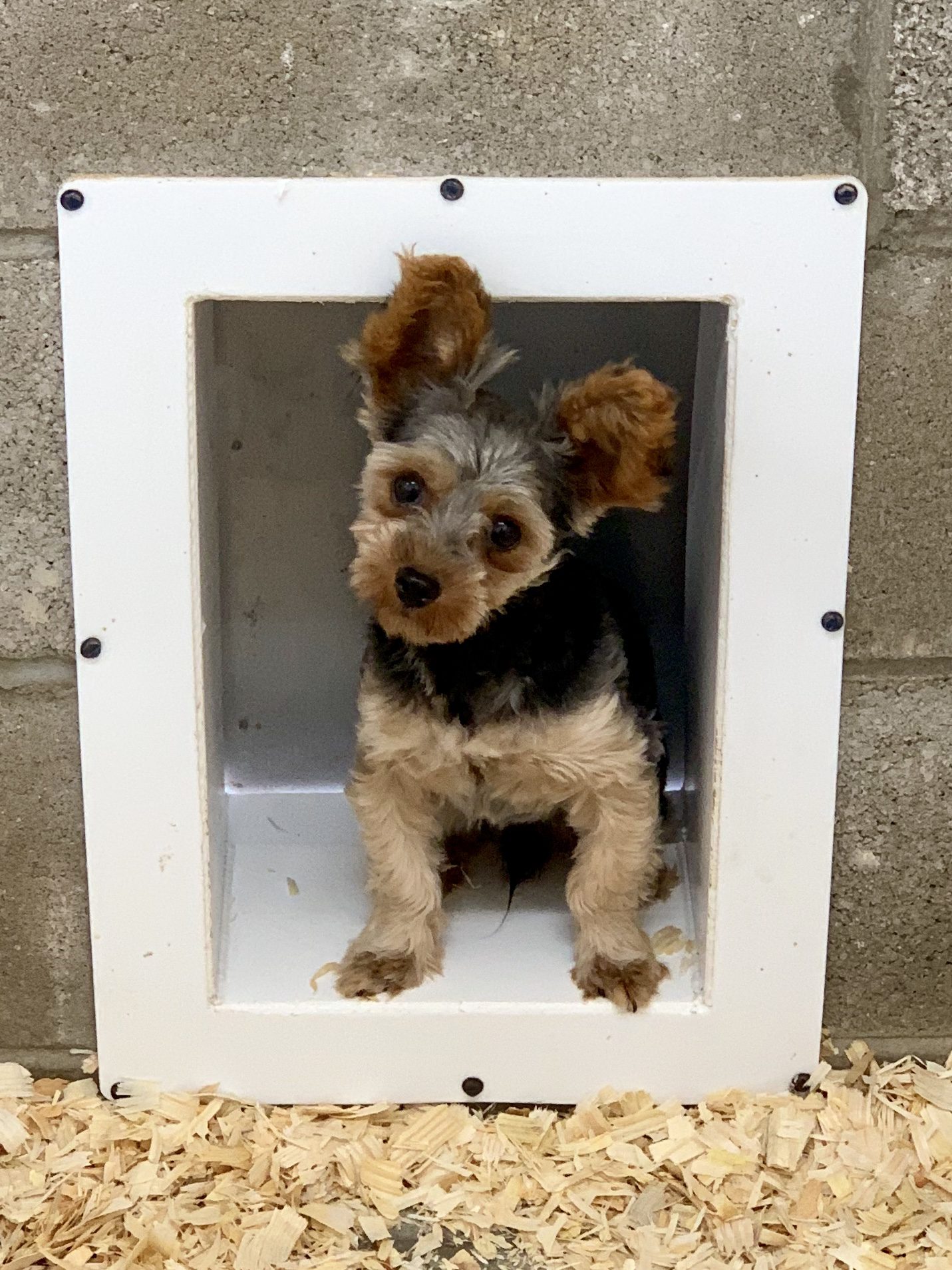 Yorkie