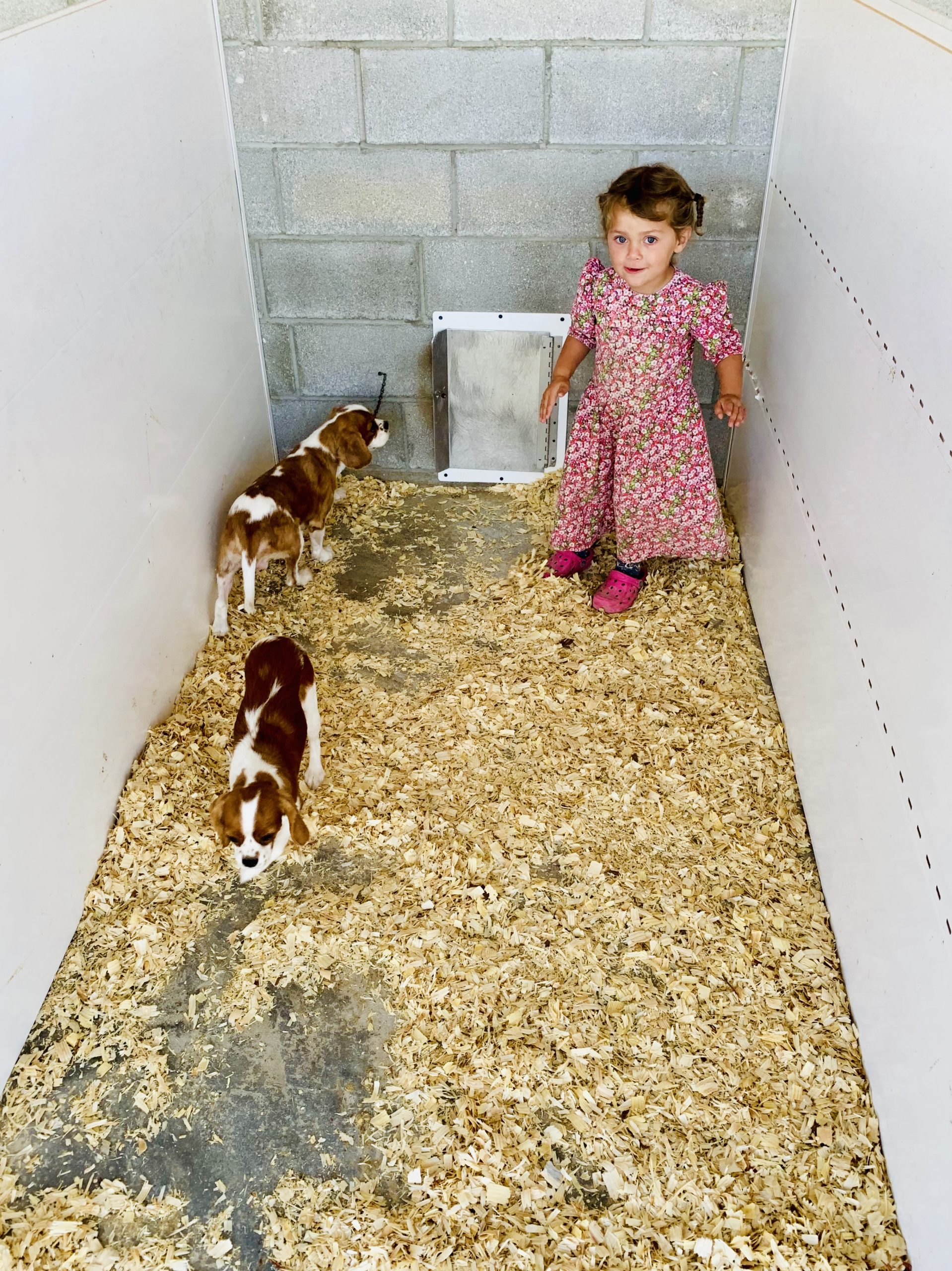 Glen's daughter playing with the puppies