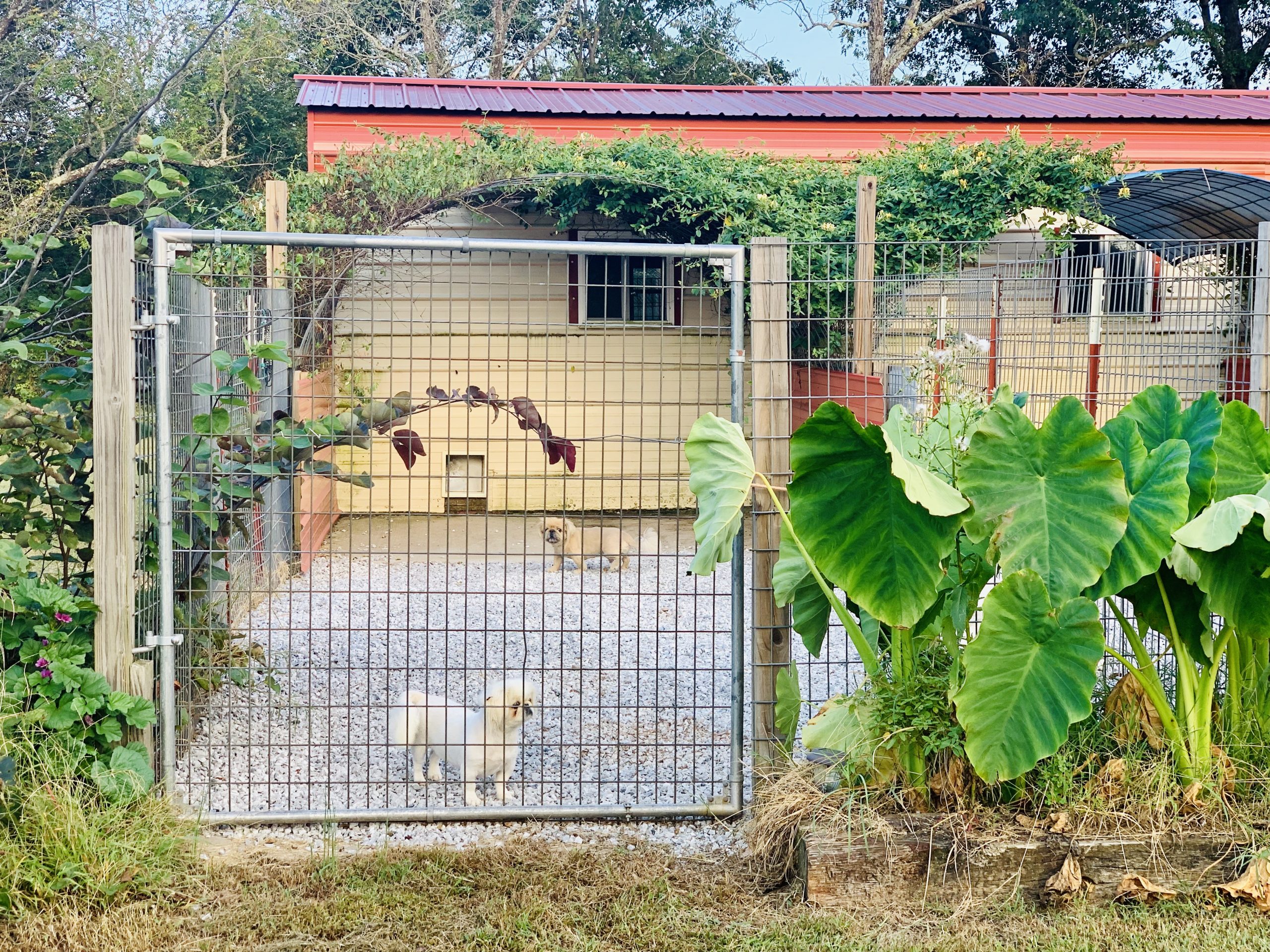 A view of Judy's kennel