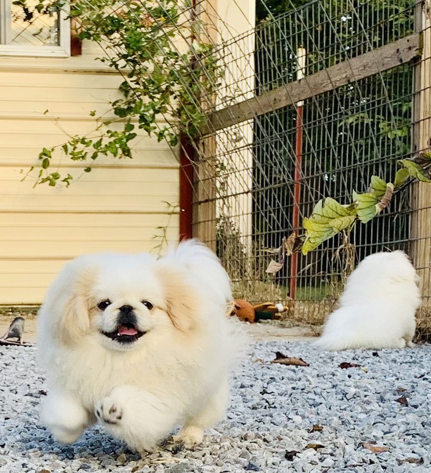 A happy Pekingese adult