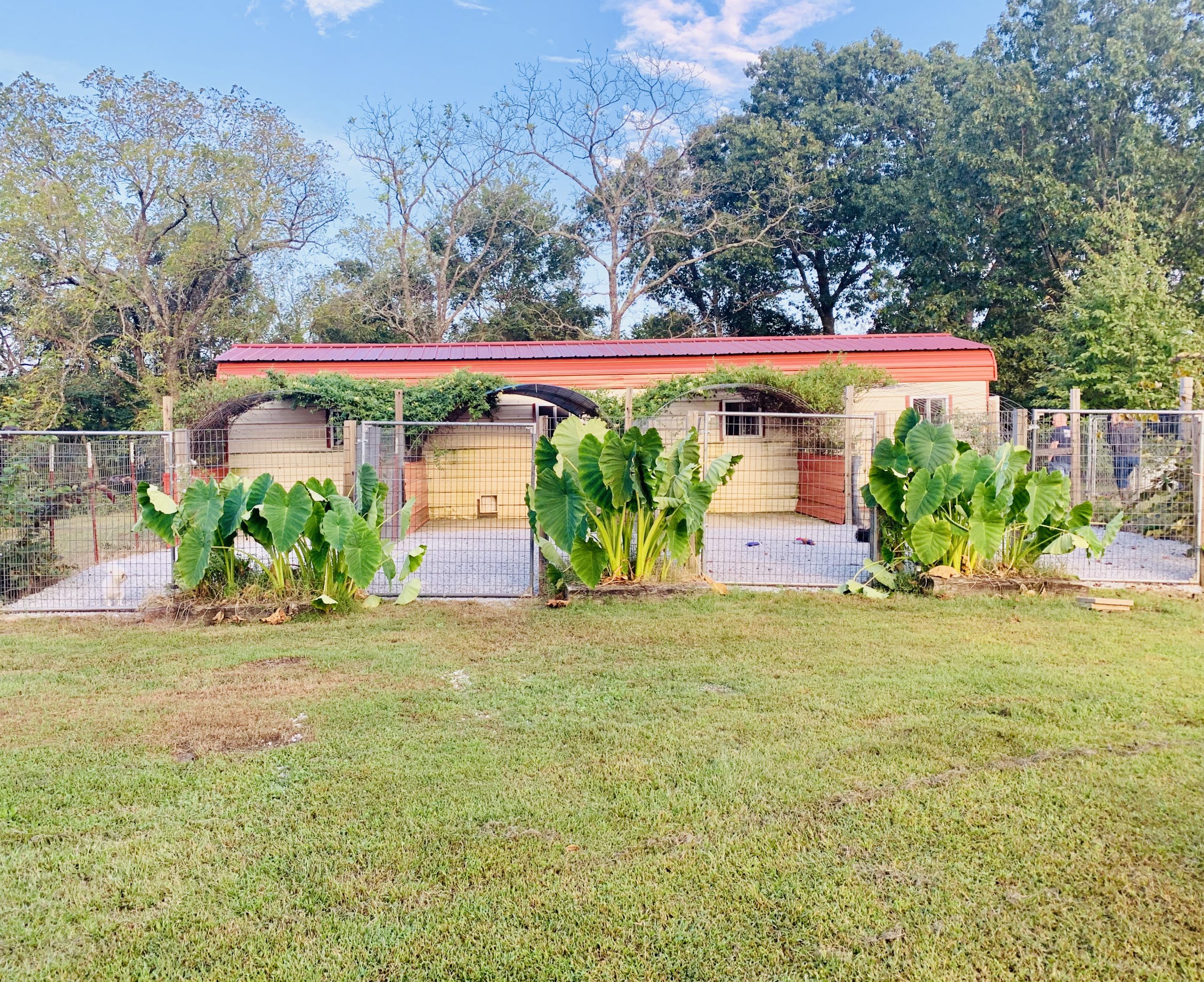 A view of Judy's kennel