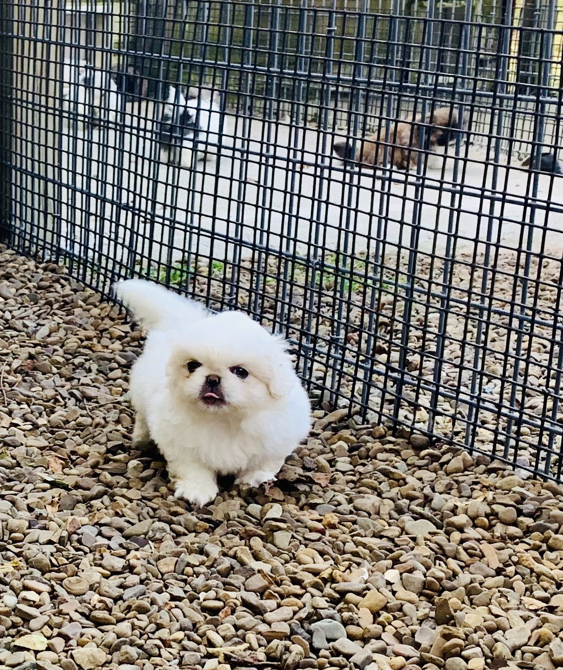 A Pekingese puppy