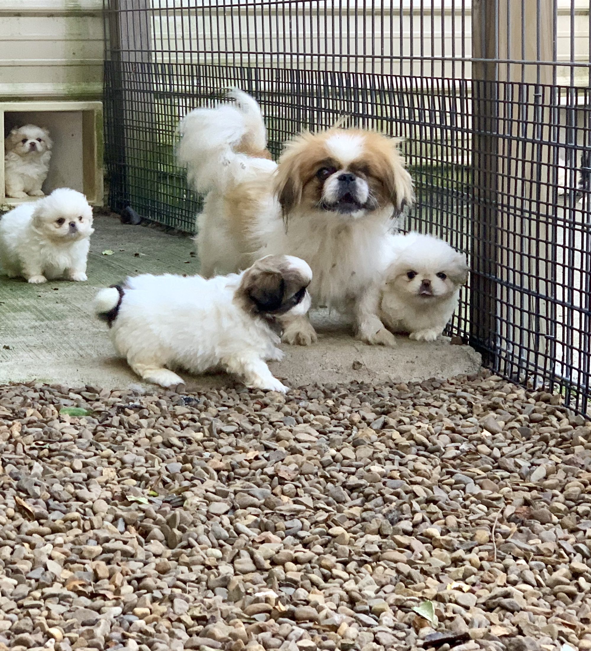 A happy momma Pekingese and her puppies