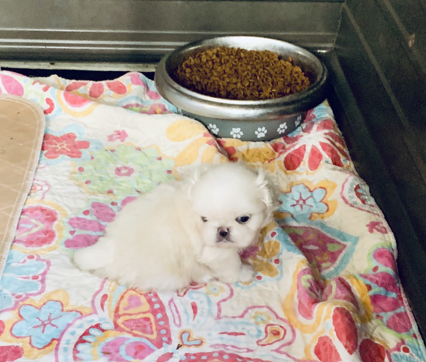 A Pekingese puppy