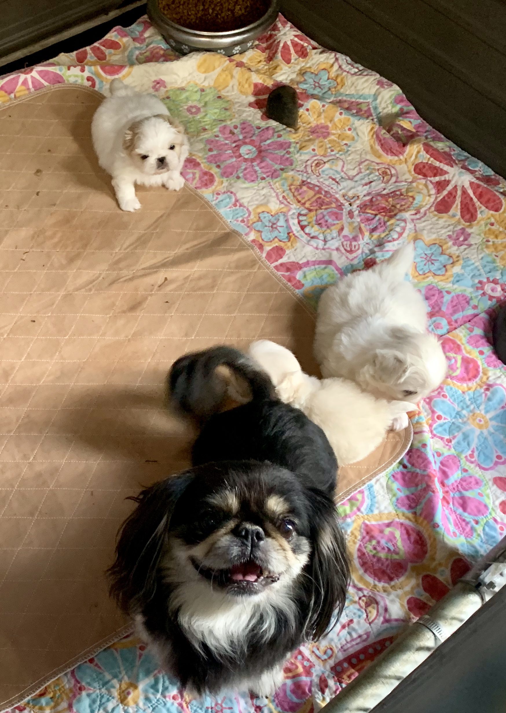 A happy momma Pekingese and her puppies