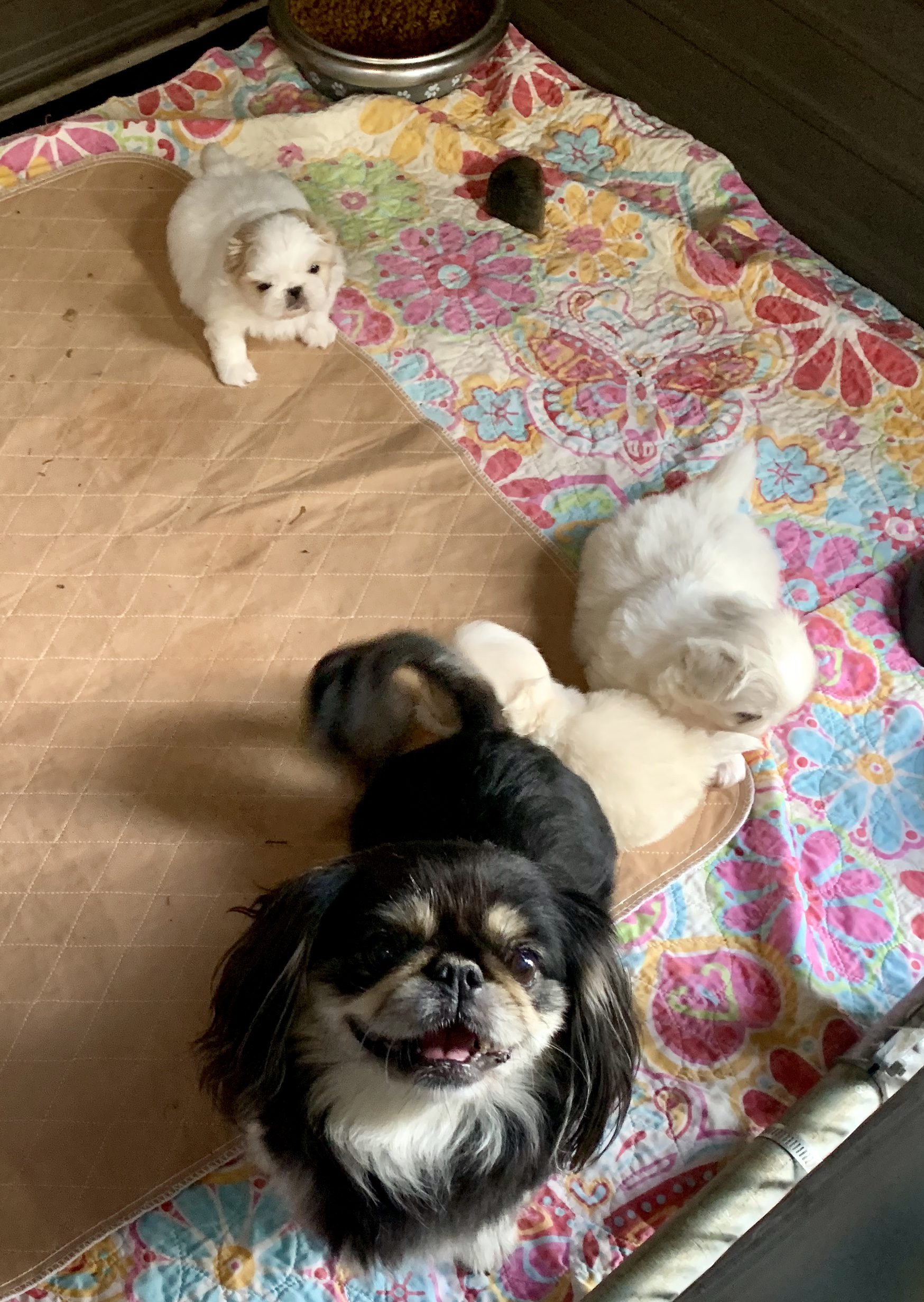 A happy momma Pekingese and her puppies