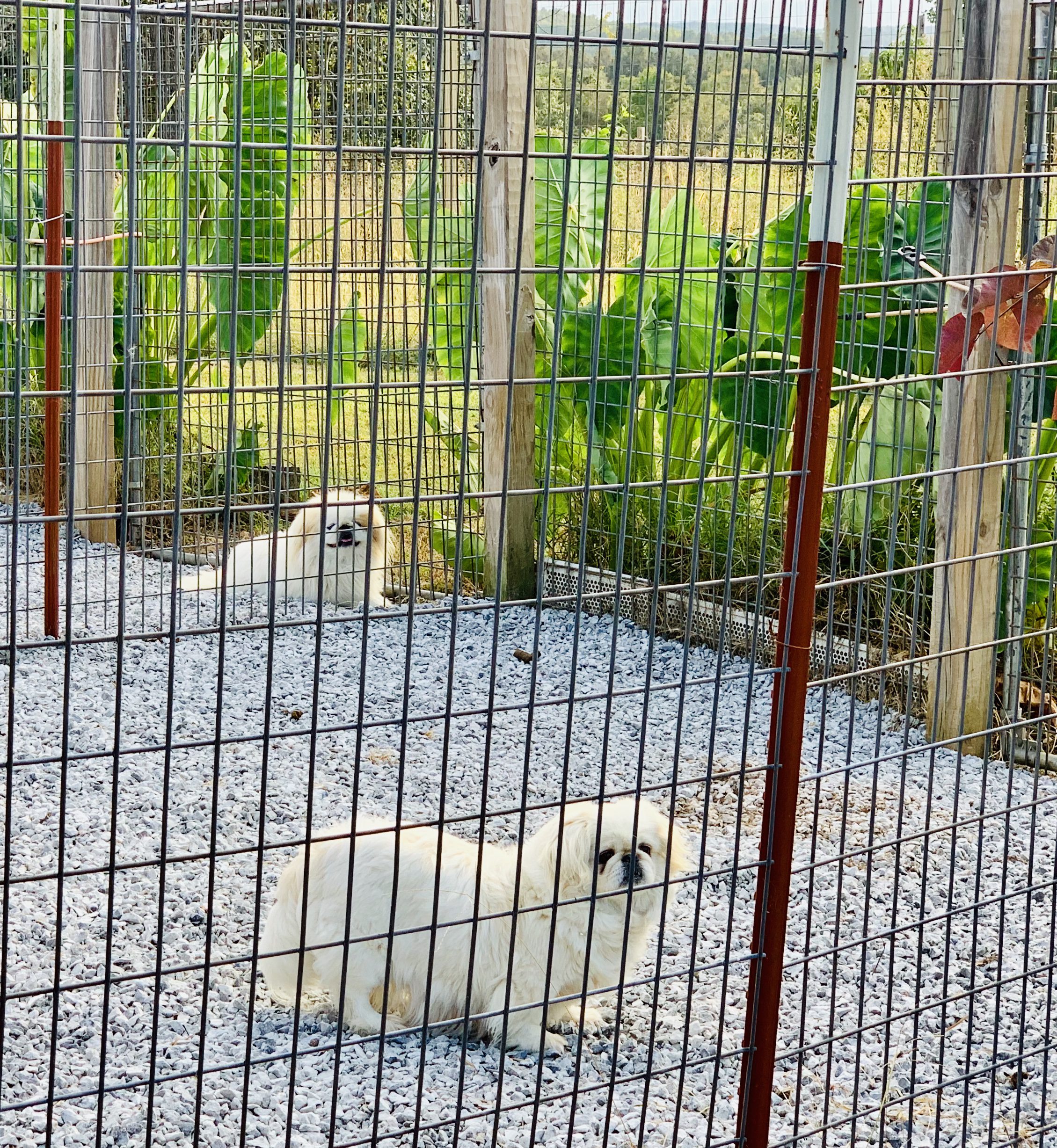 A view of Judy's kennel