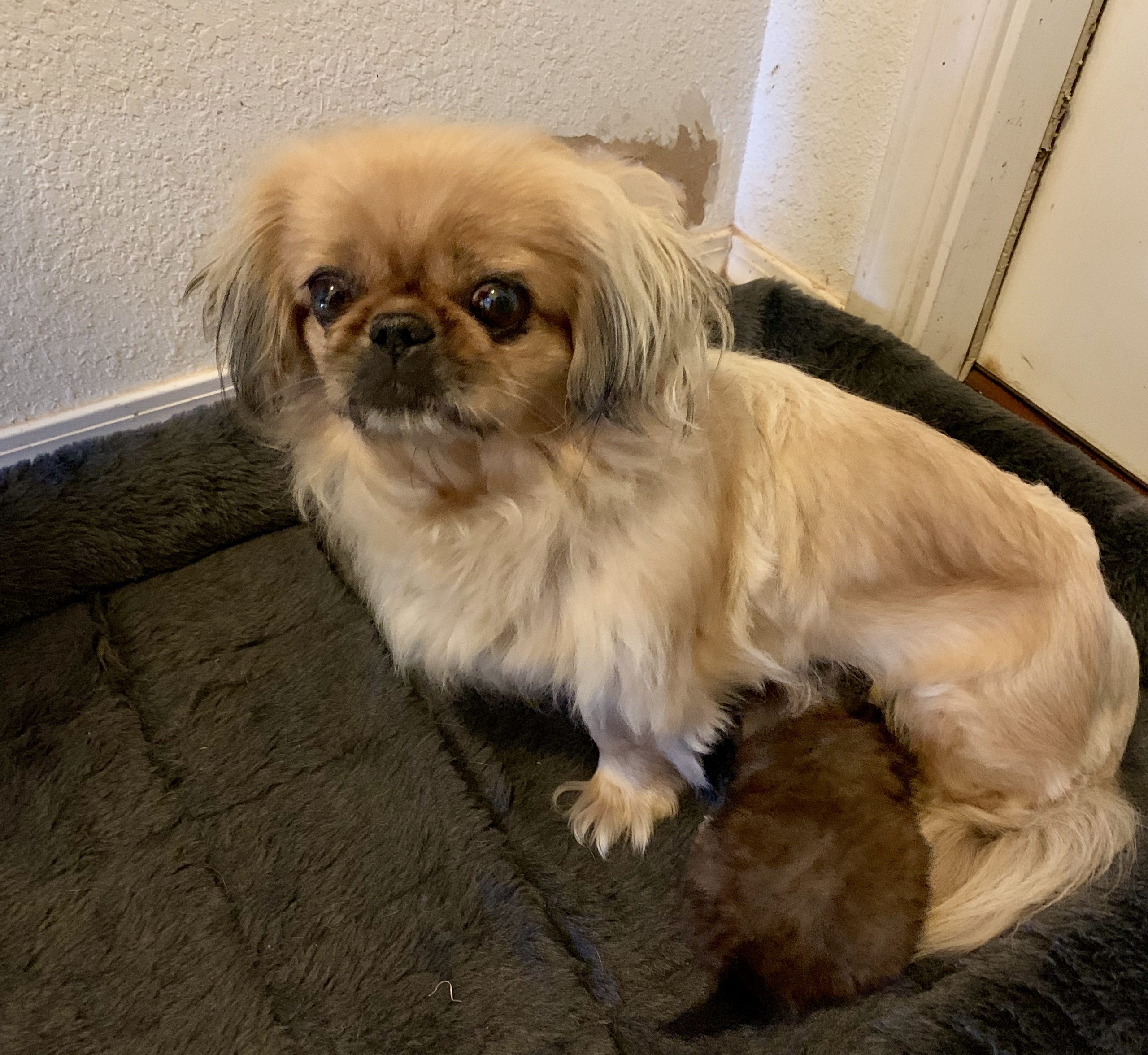 One of Judy's Pekingese