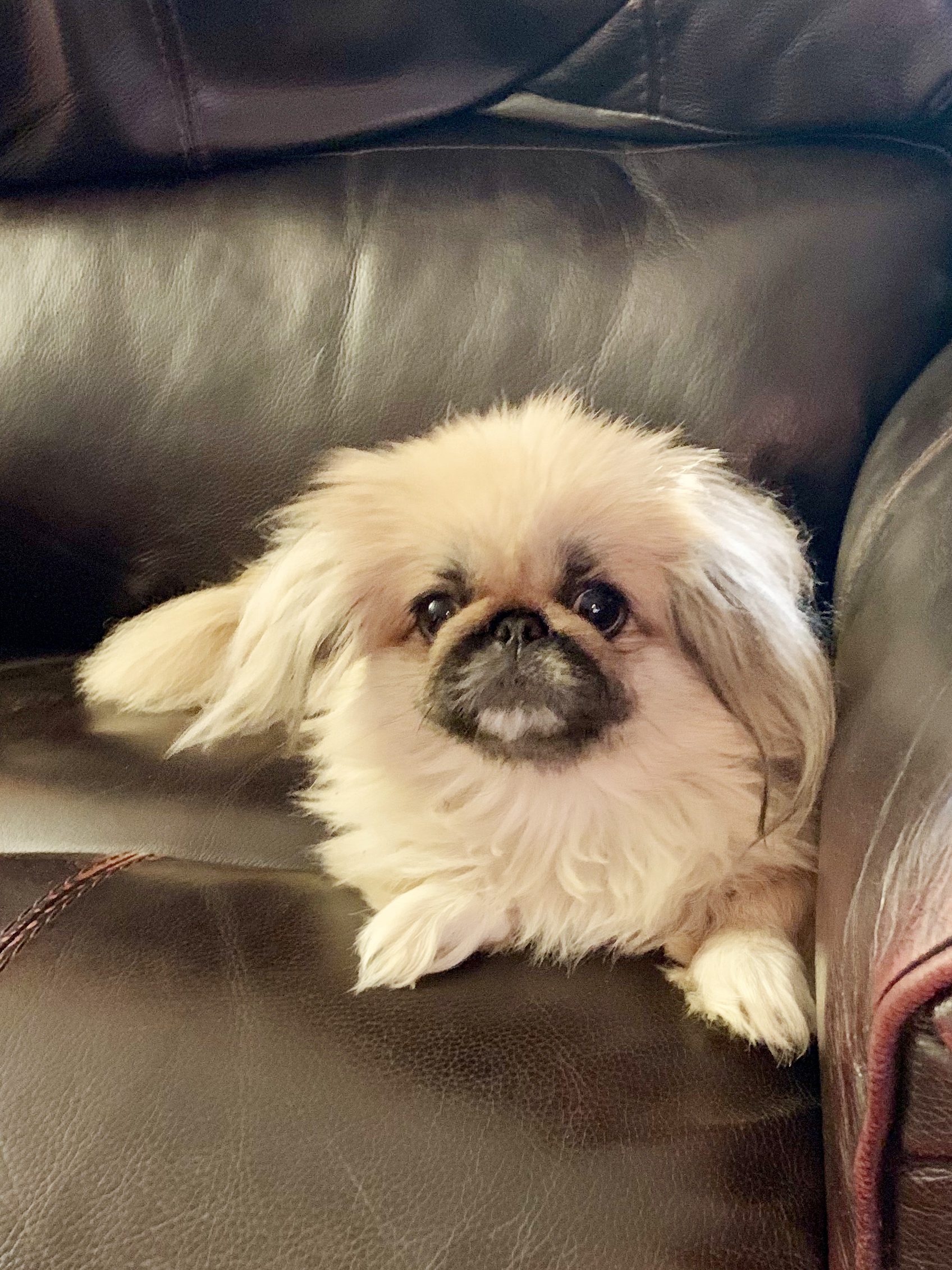 Pekingese adult resting on the sofa